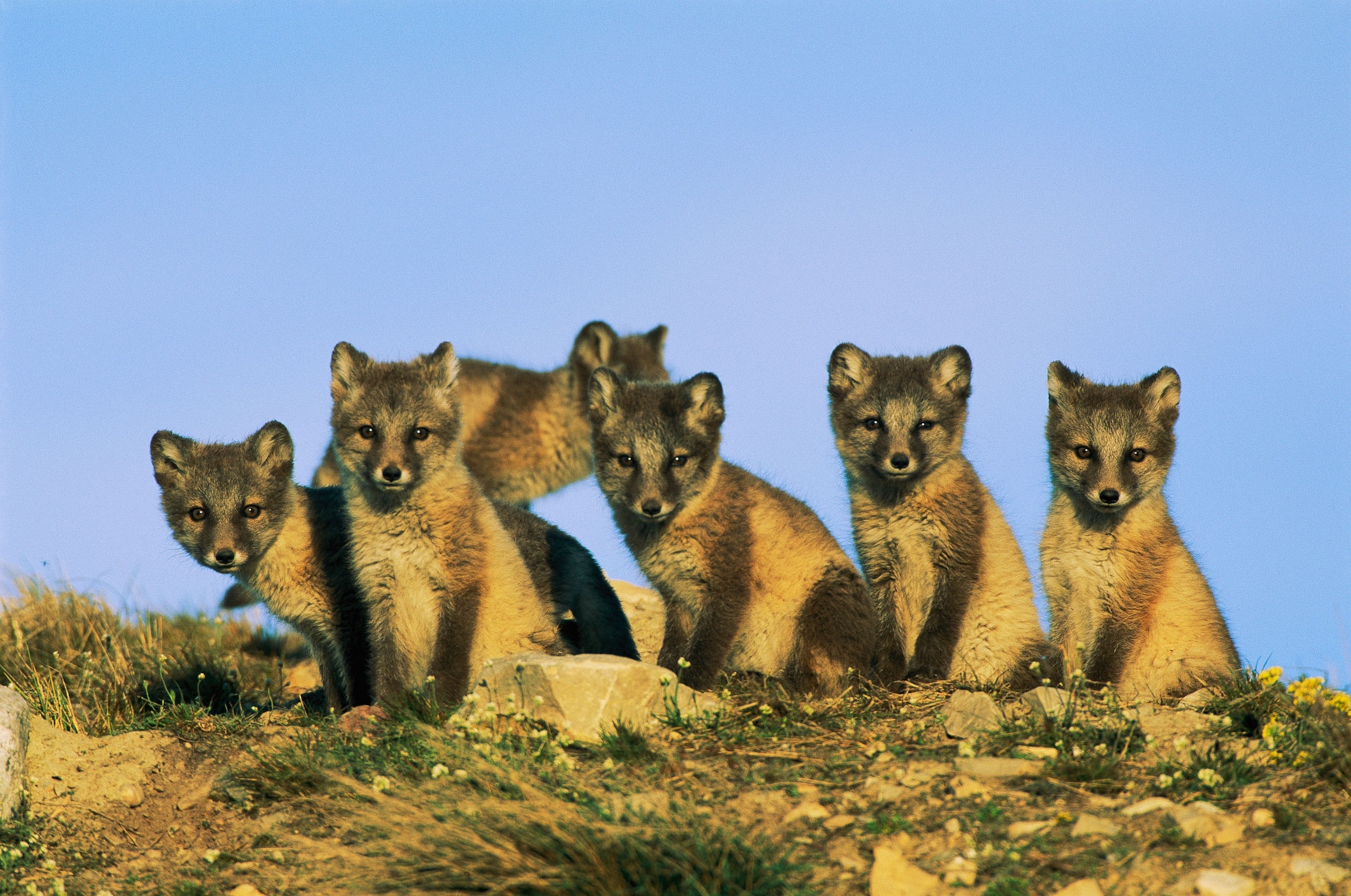 young Arctic foxes.