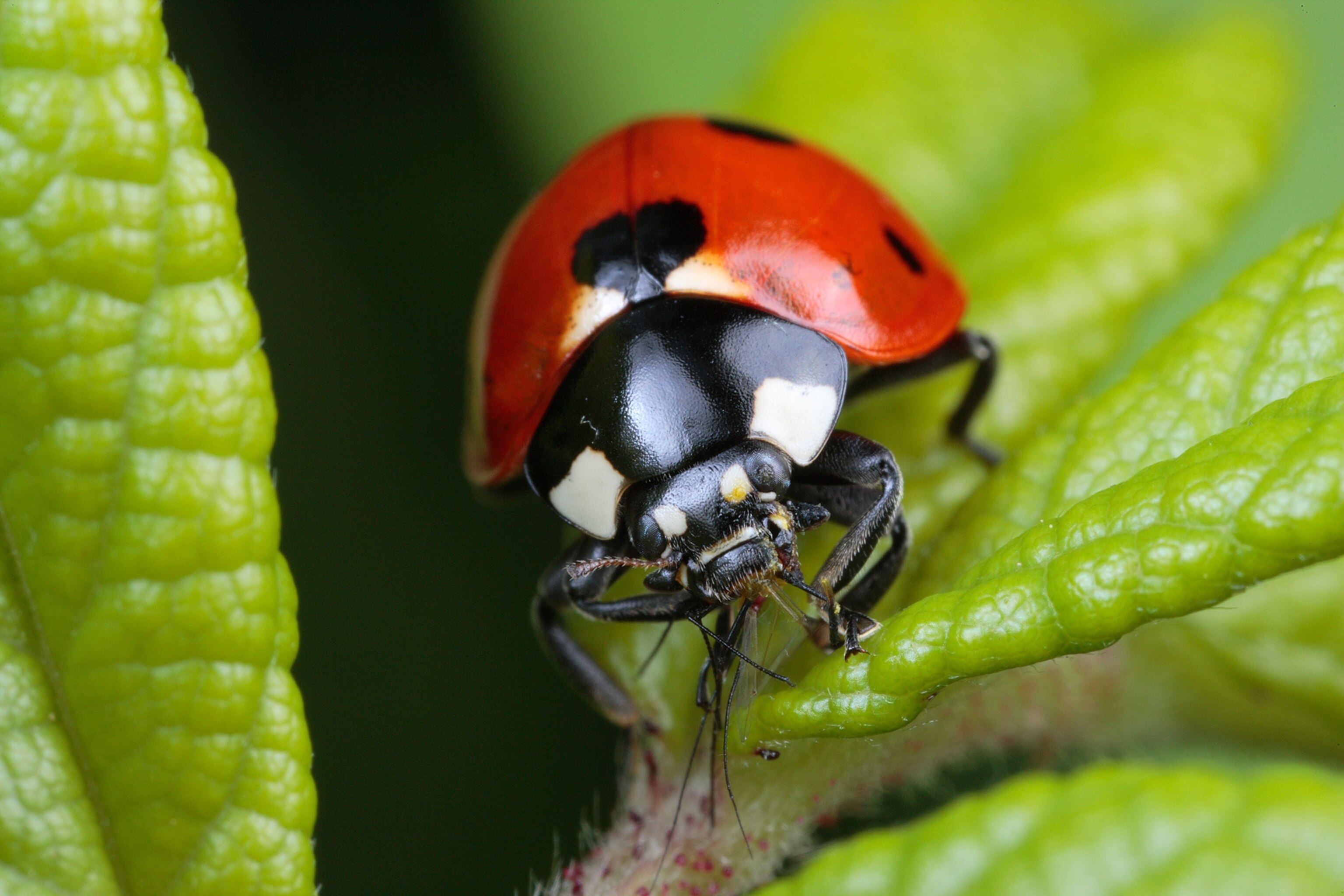 a ladybug eating an aphid