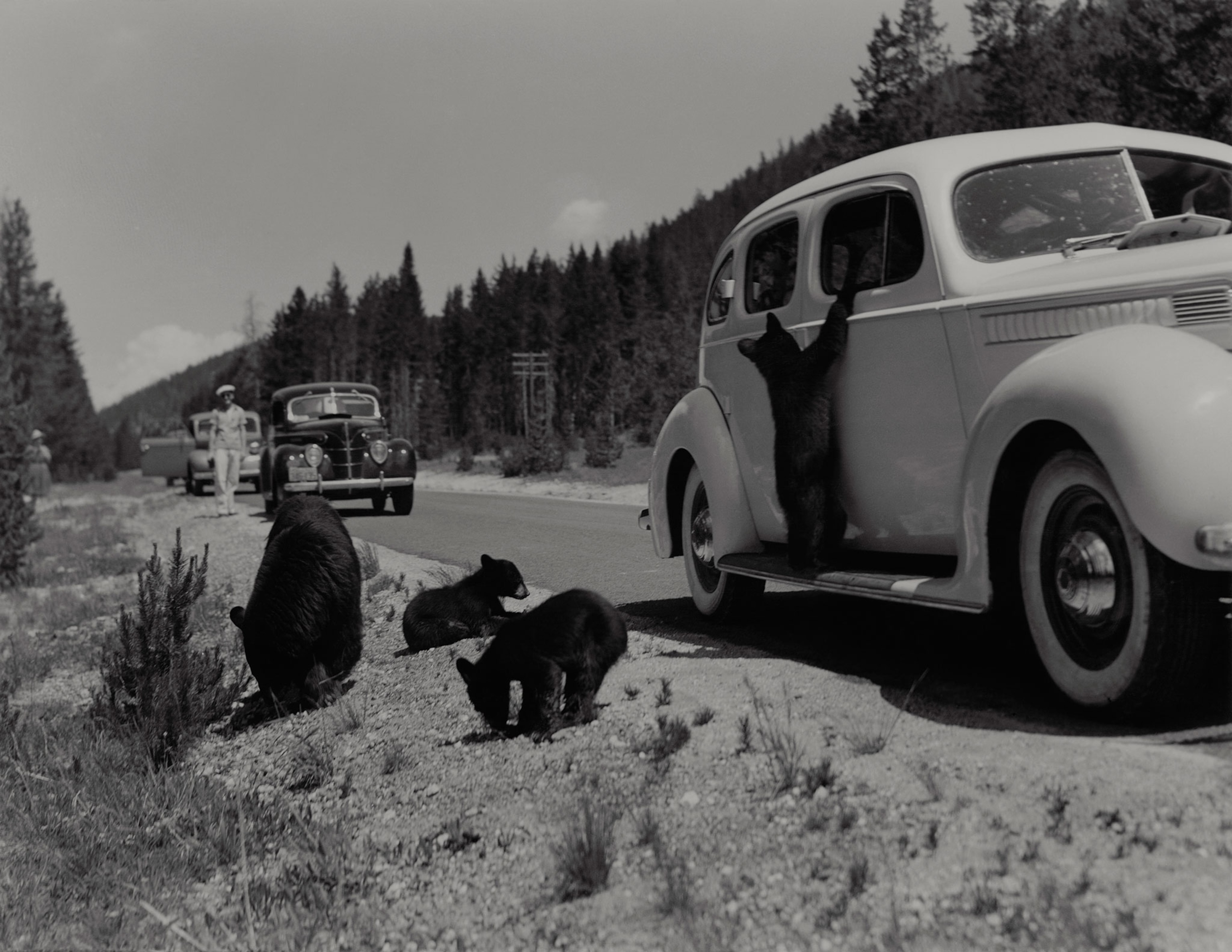 cub hanging on side of car with other bears at national park.