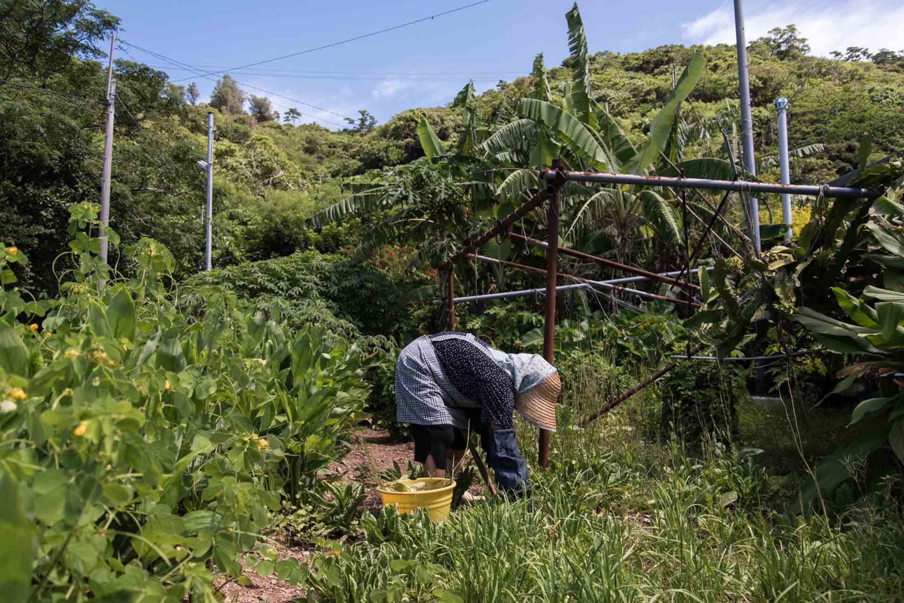 Miyagi Misako, 88 years old, tending her garden, Ogimi, Okinawa, Japan