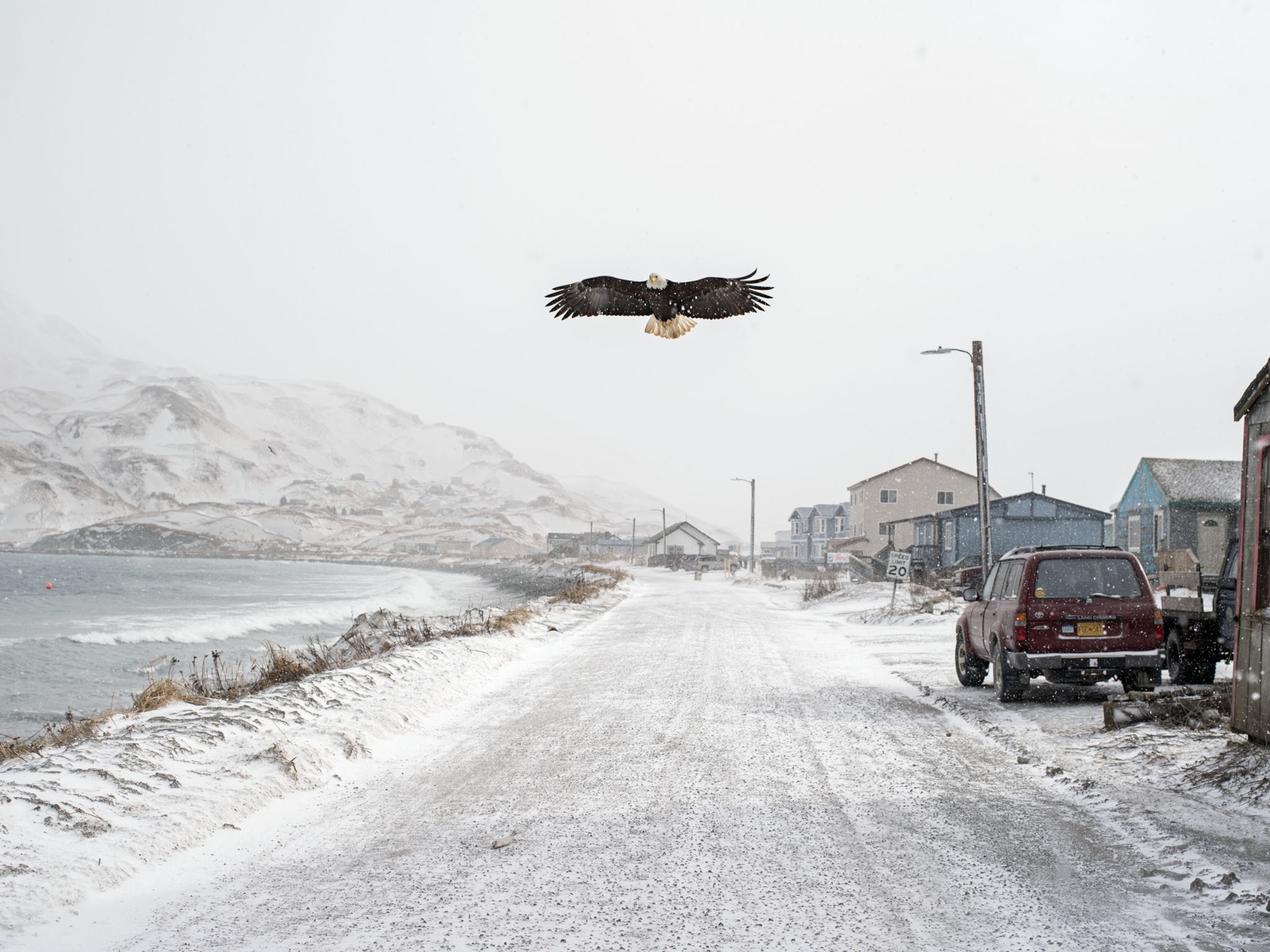 an eagle soaring over a snow covered road