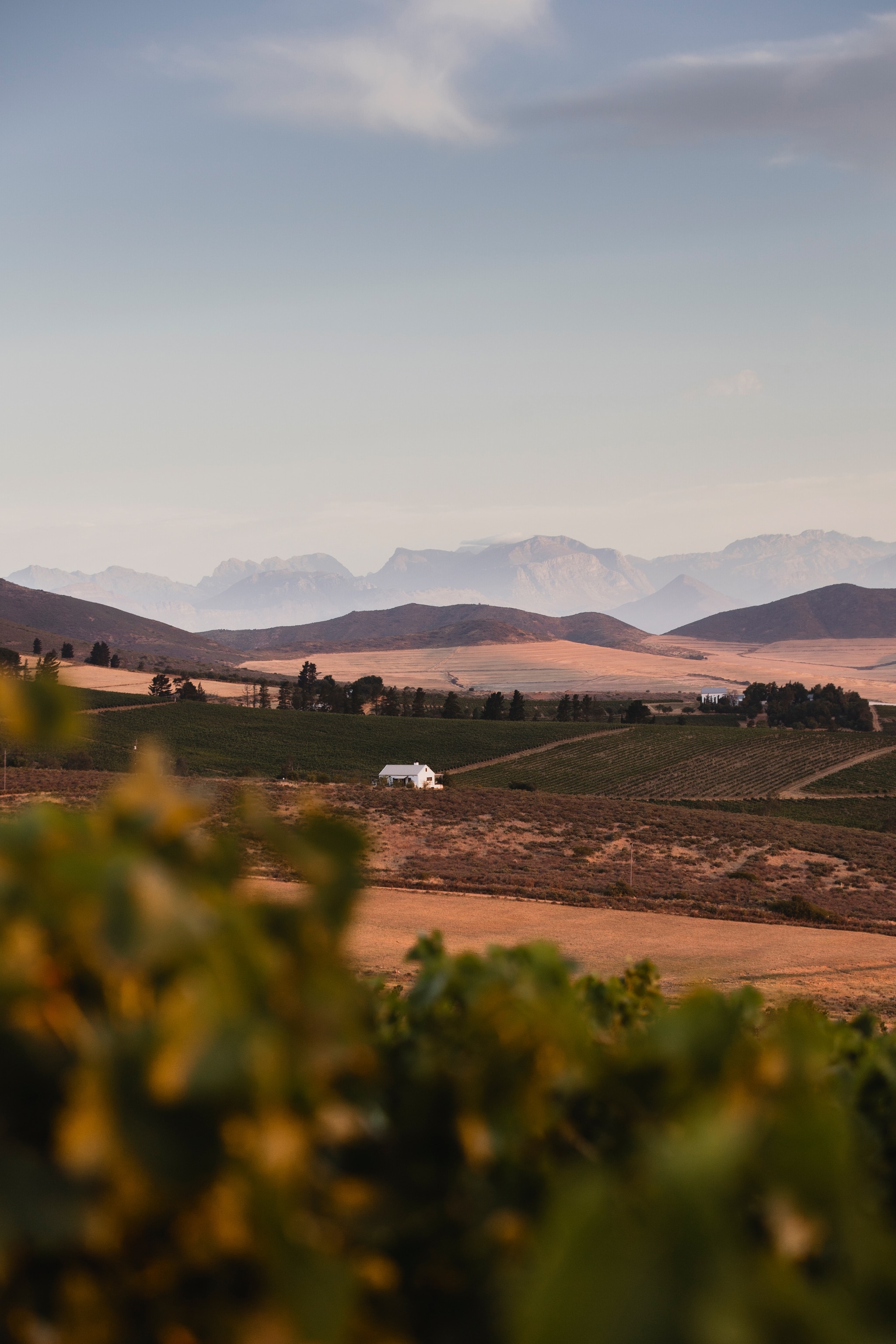 landscape of vineyards