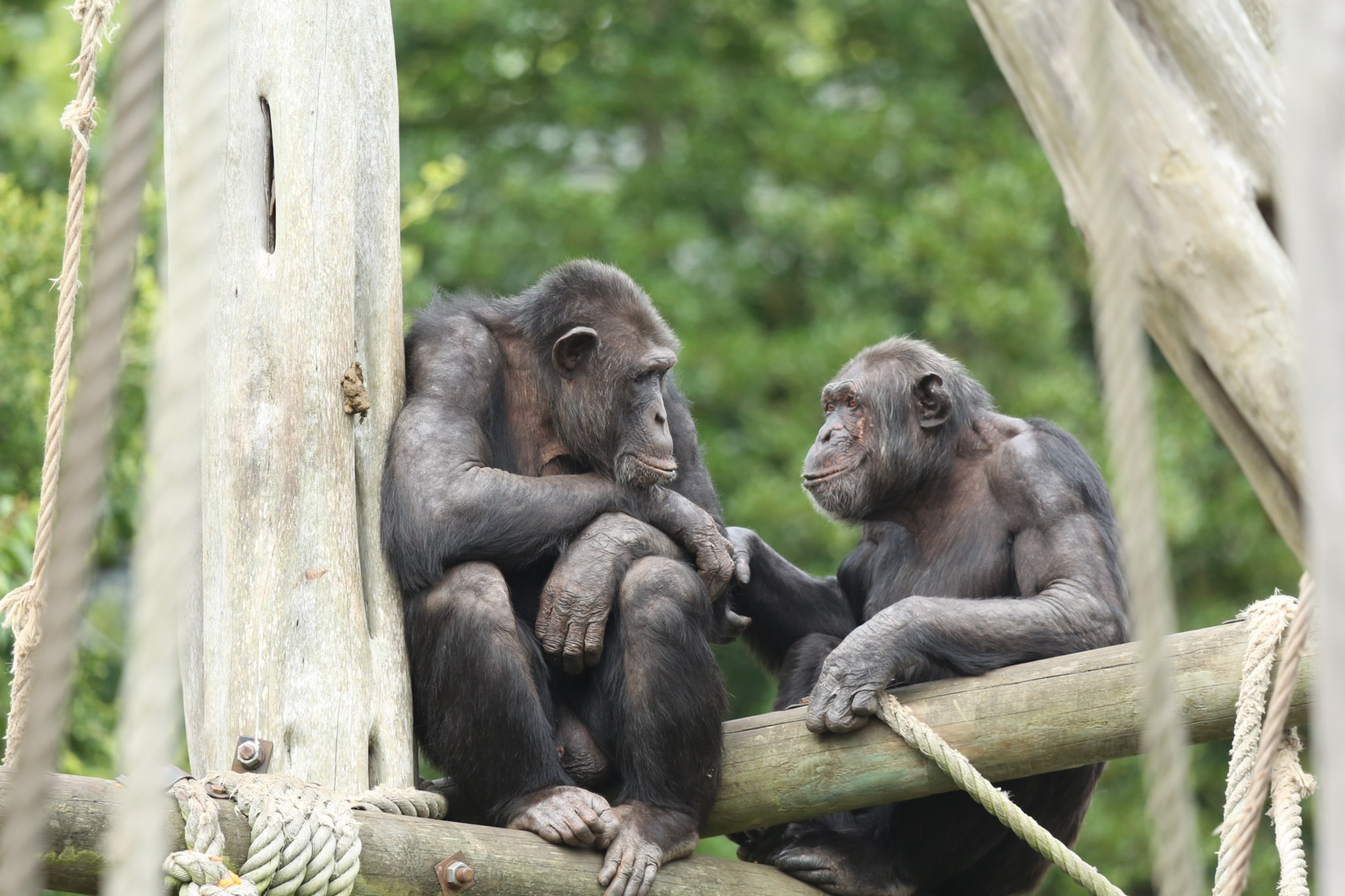 Two Bonobos look at each other.
