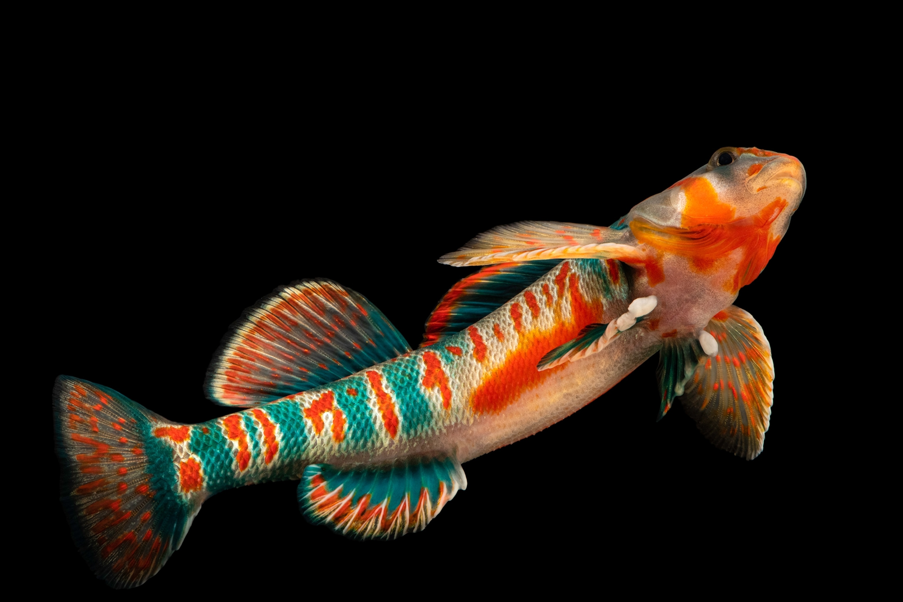 A coloful fish swims with blue orange and white scales.