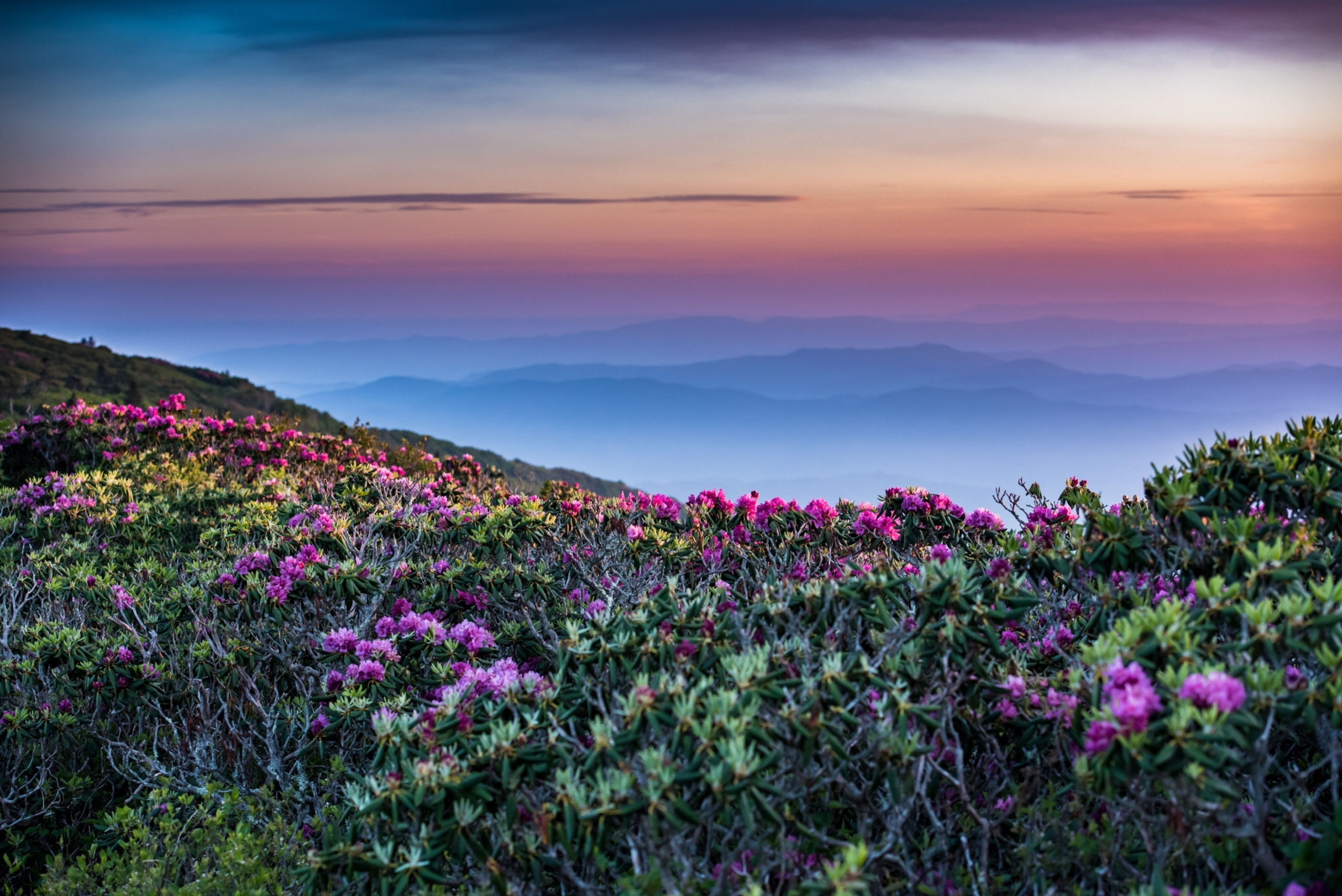 Rhododendron Stretch Out into Sunrise with layers of blue ridge mountains behind