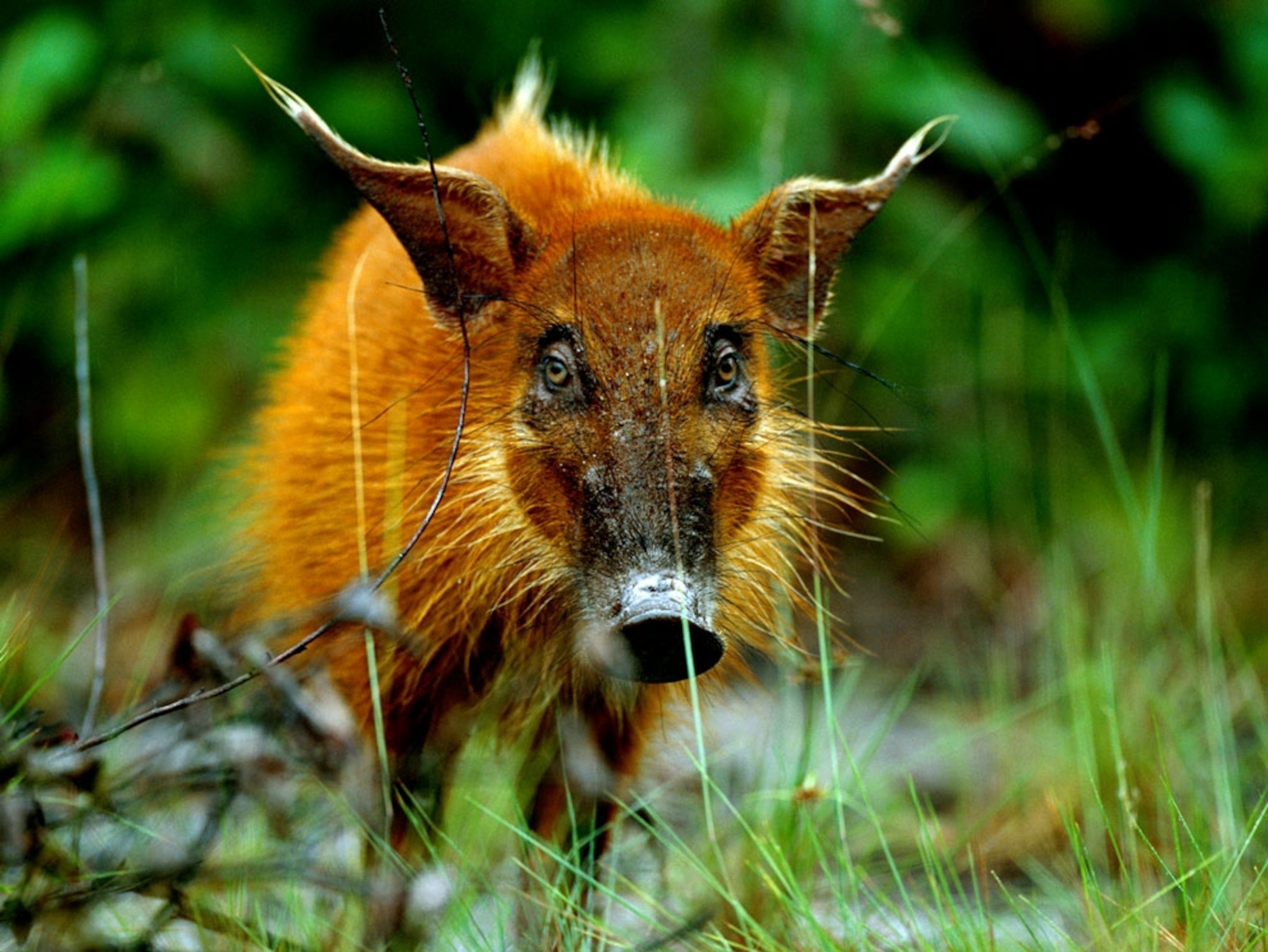 Western bush pig