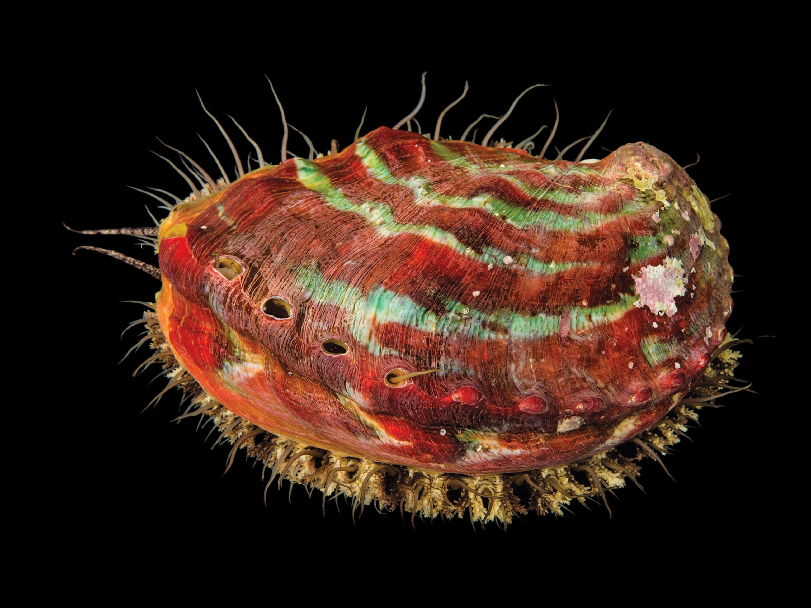a pinto abalone
