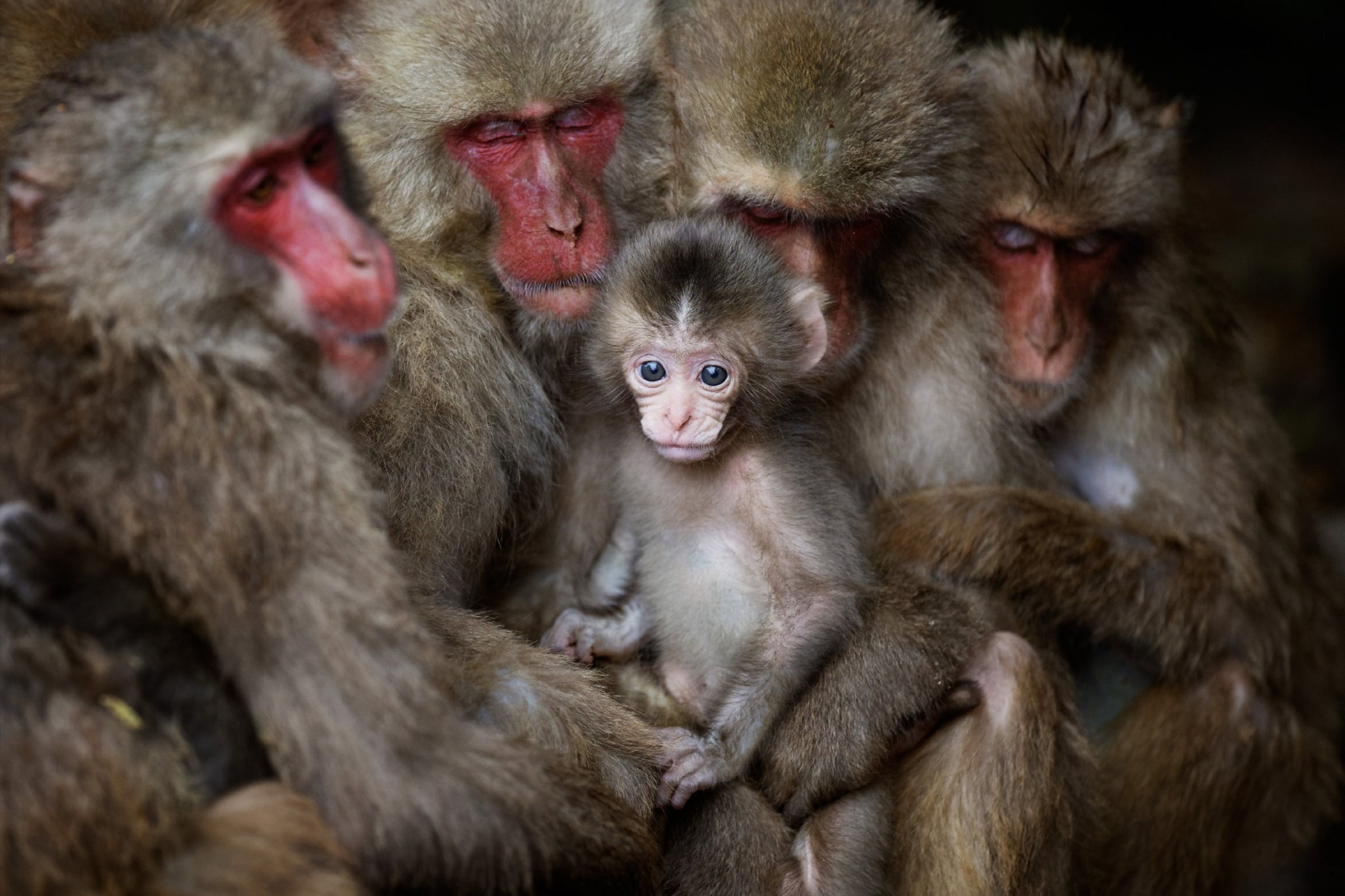 monkey