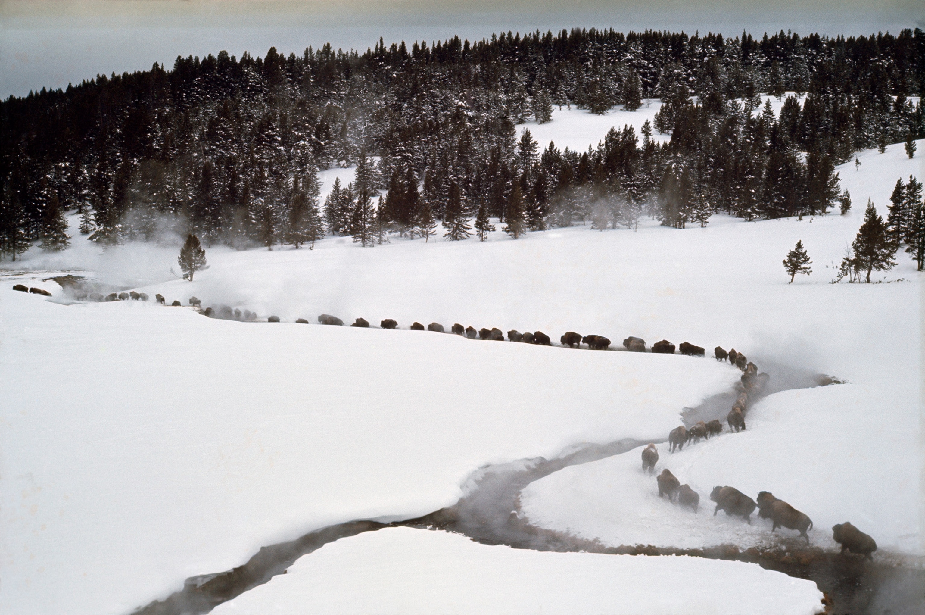 Bisons are herded to a trap for tagging and testing for disease in Yellowstone National Park