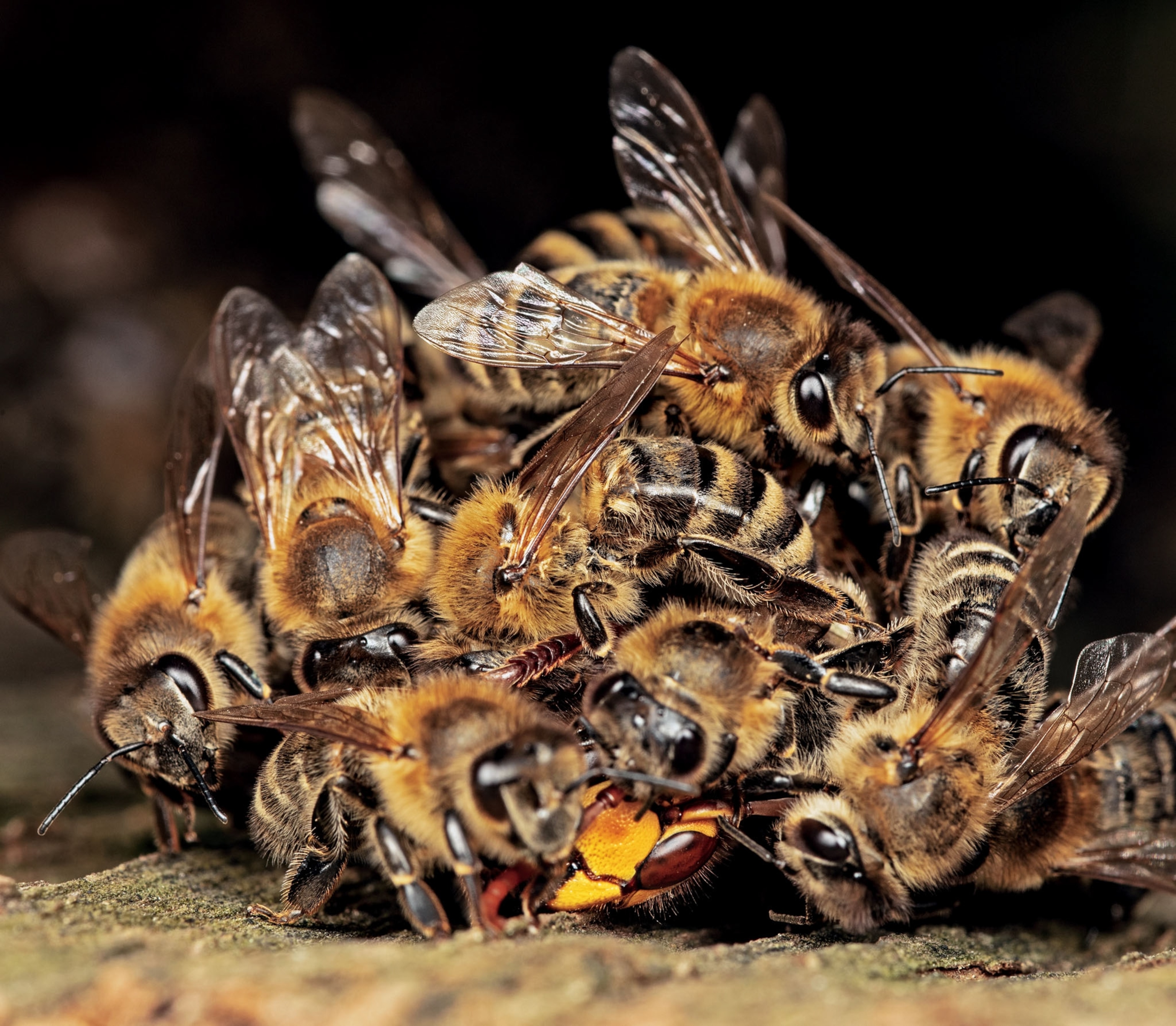 a hornet with a bright red head underneath a pule of bees