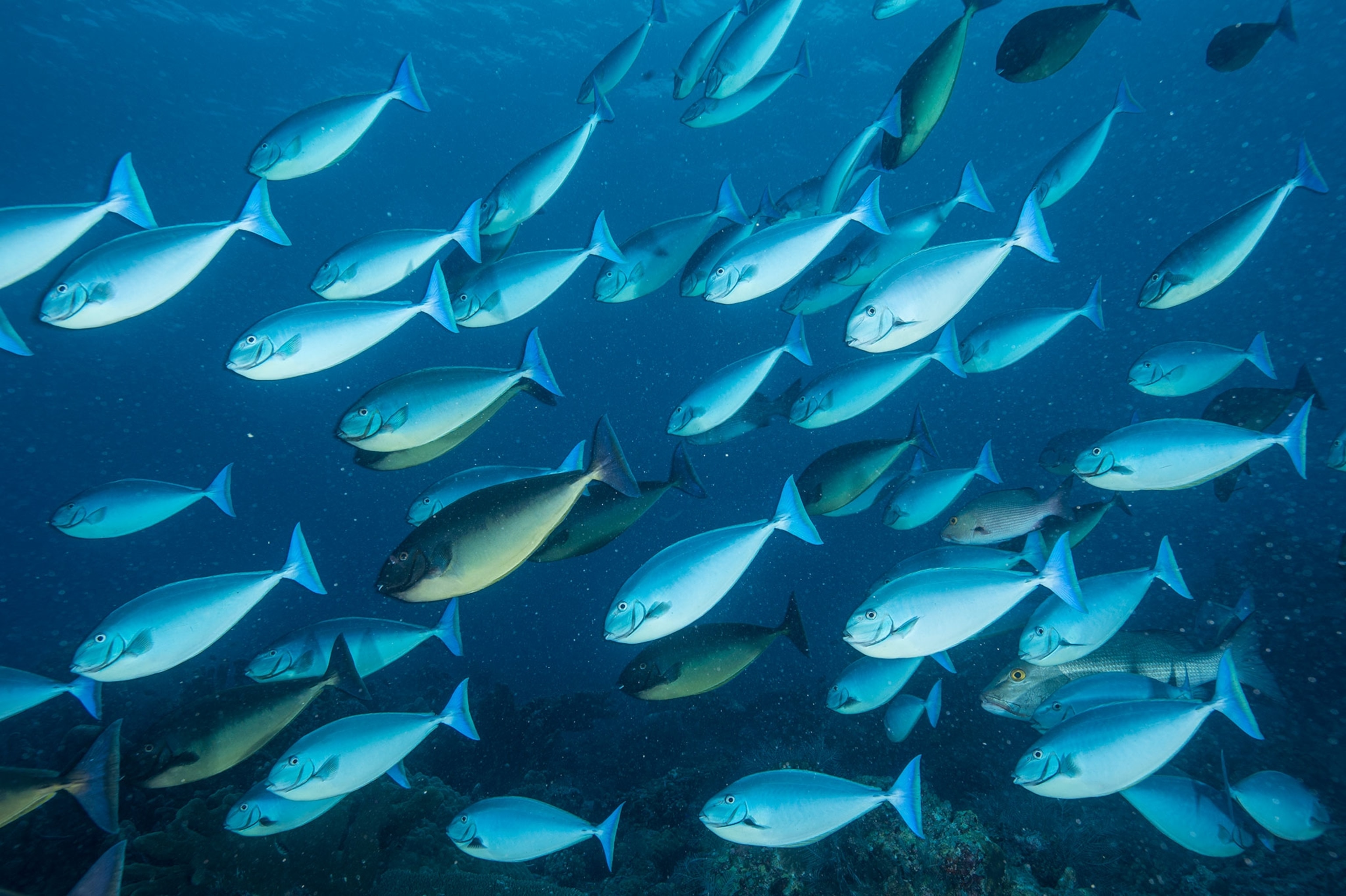 a school of fish