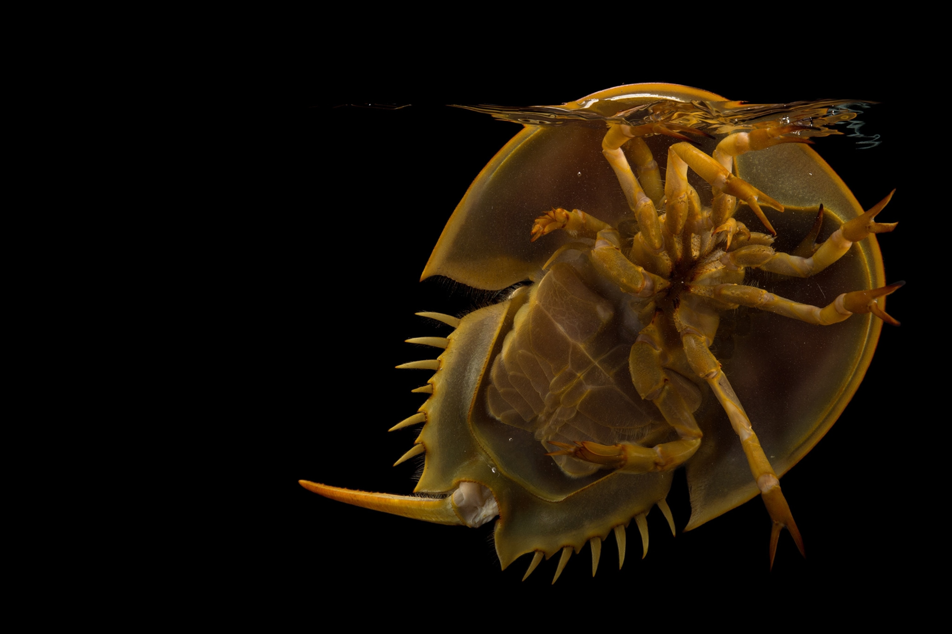 a horseshoe crab