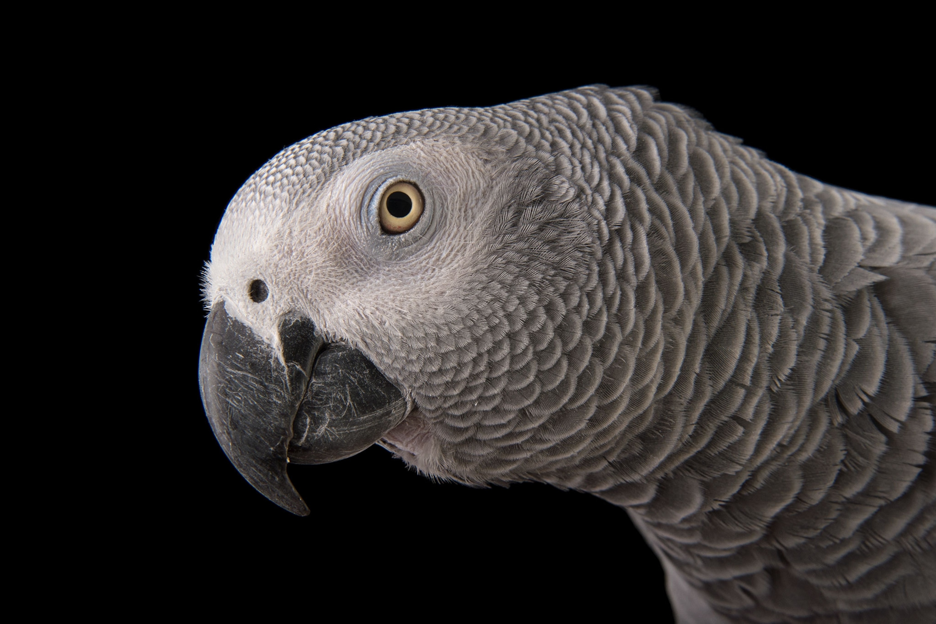 a Congo grey parrot, Psittacus erithacus erithacus, at the Dallas Zoo