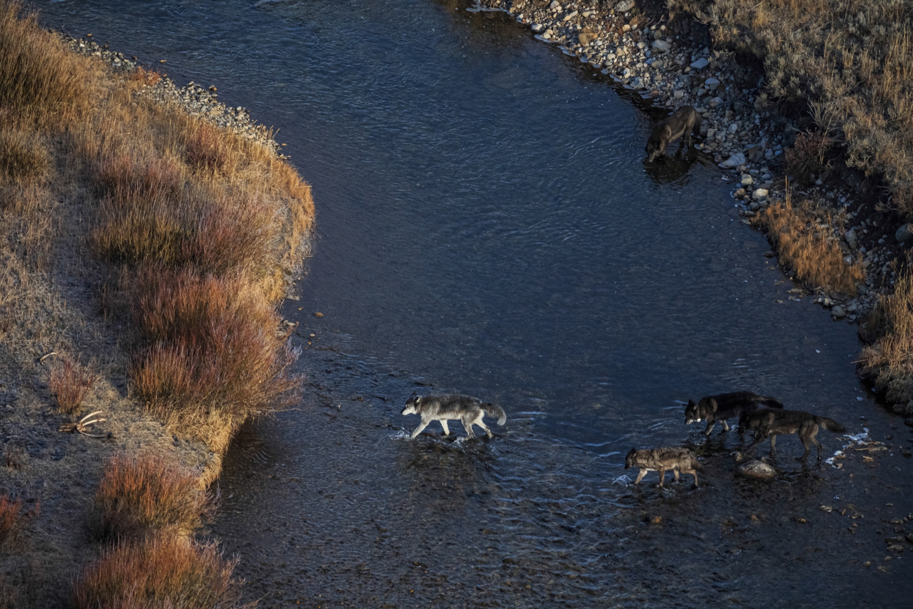 a wolf running, seen from above