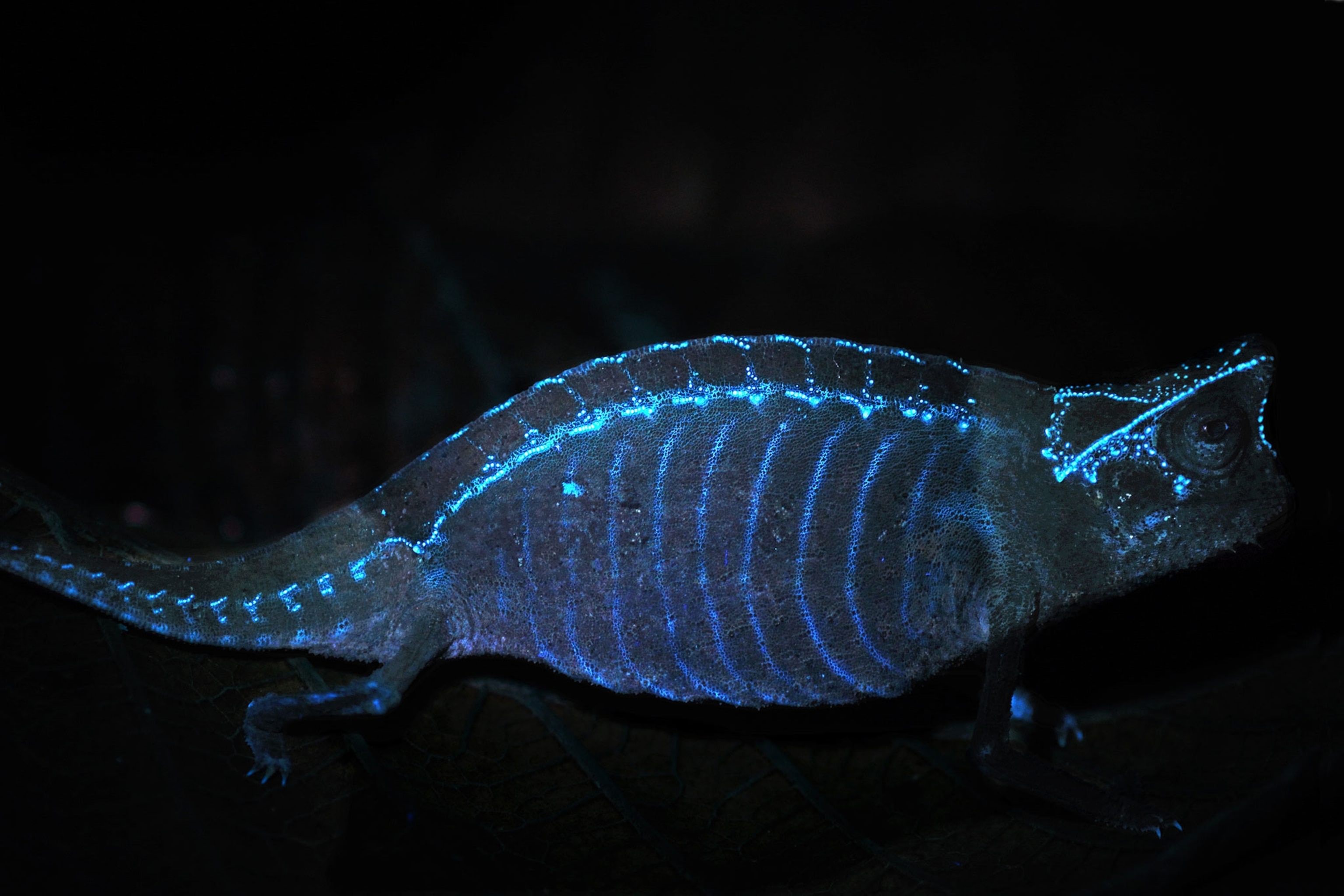 a chameleon