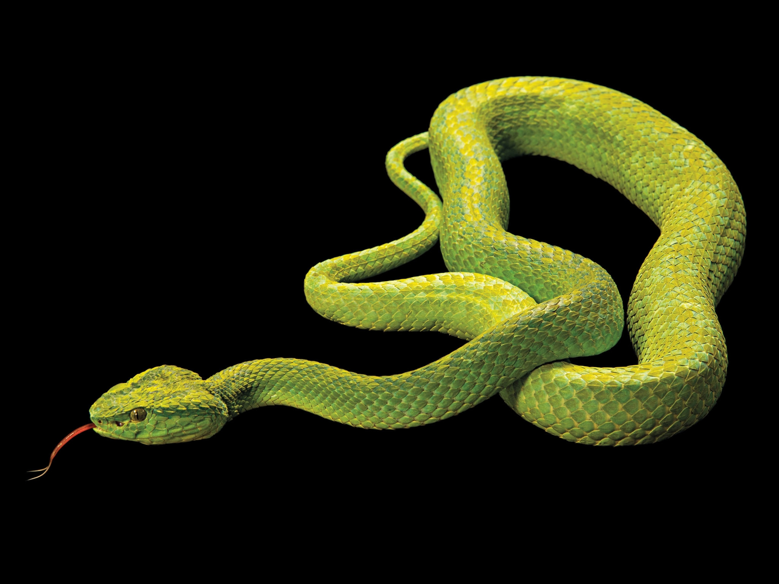 a marchs palm pit viper