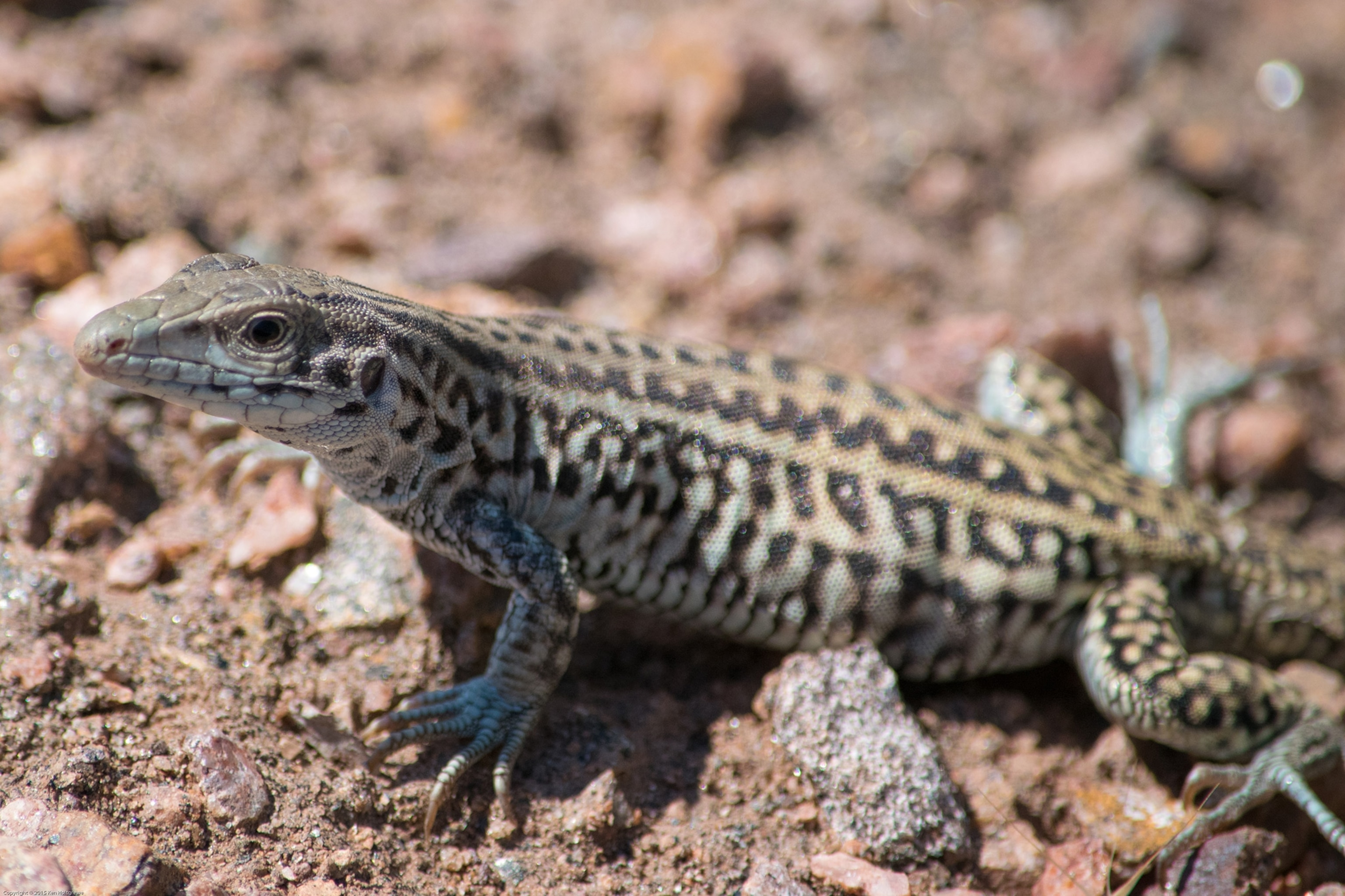 A lizard stands on rocky ground.