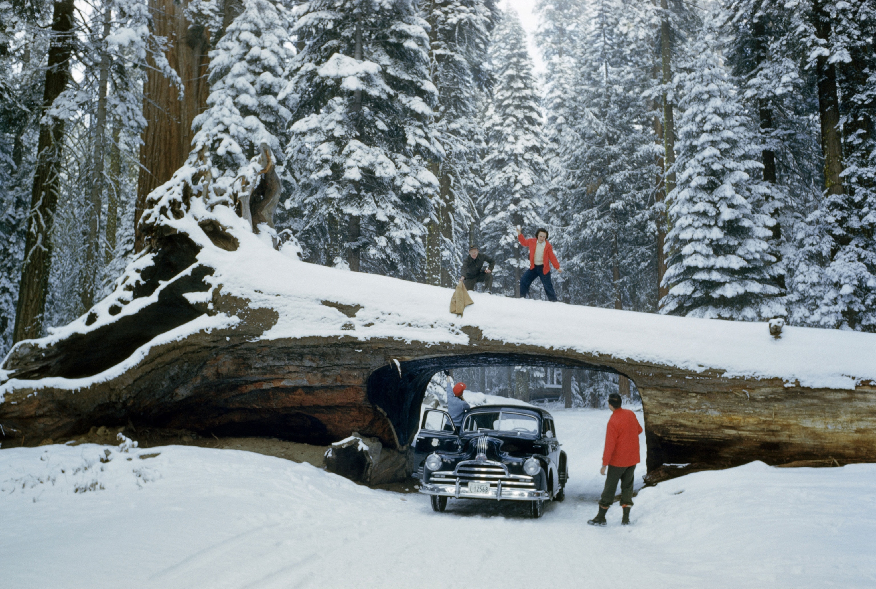 tourists driving through a dead tree in Sequoia National Forest, California