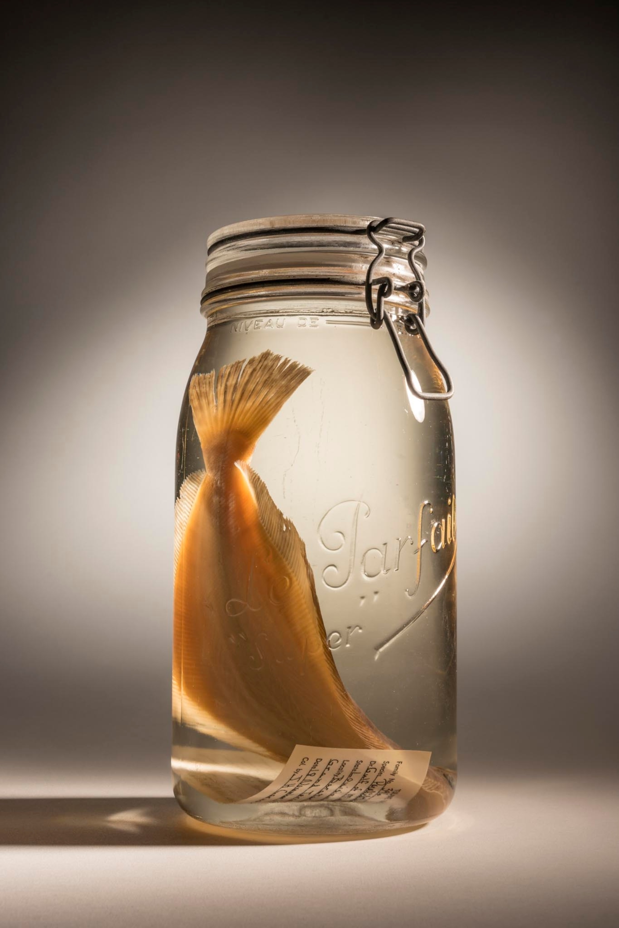southern flounder in a jar