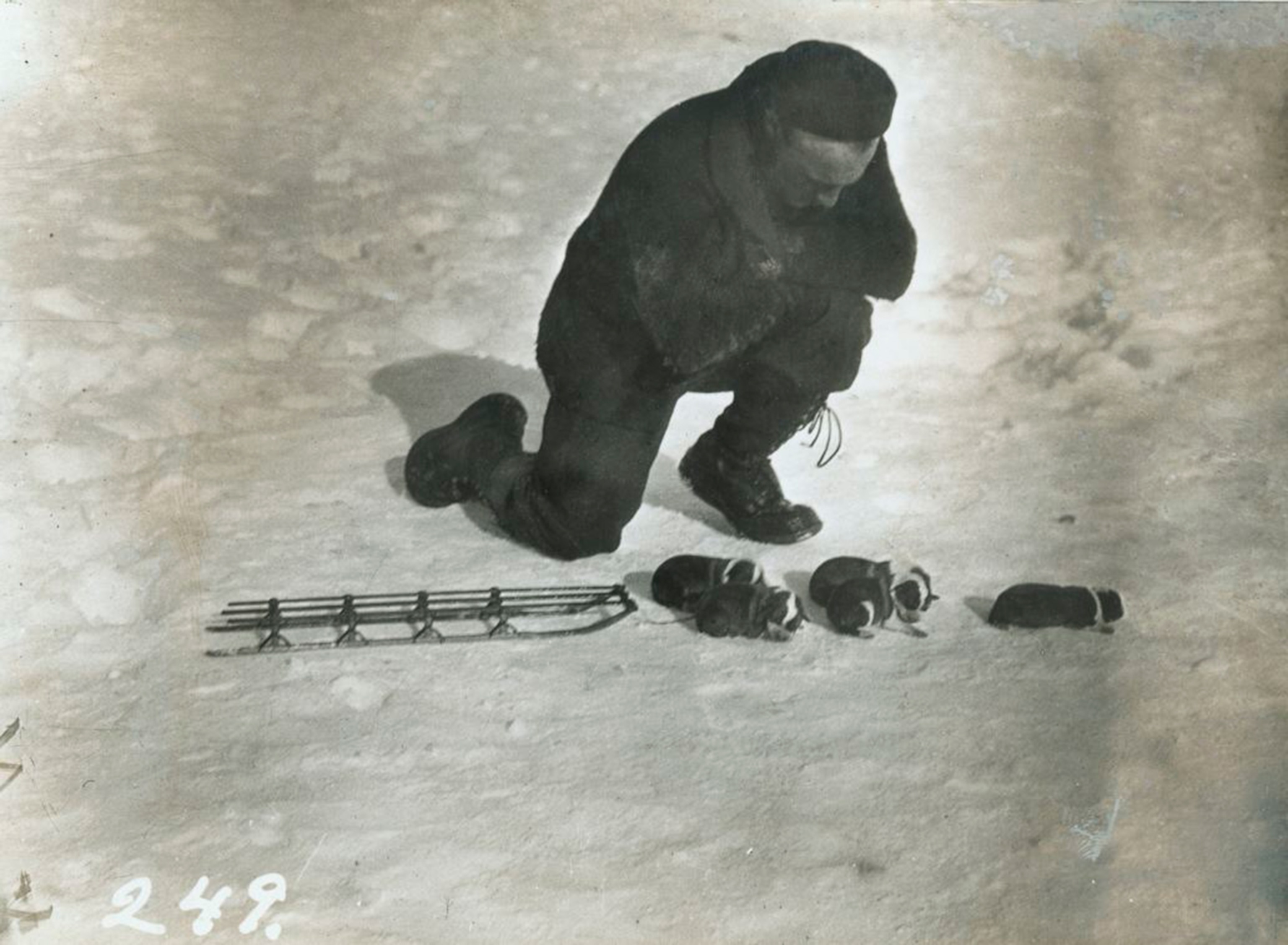 puppies attached to toy sled