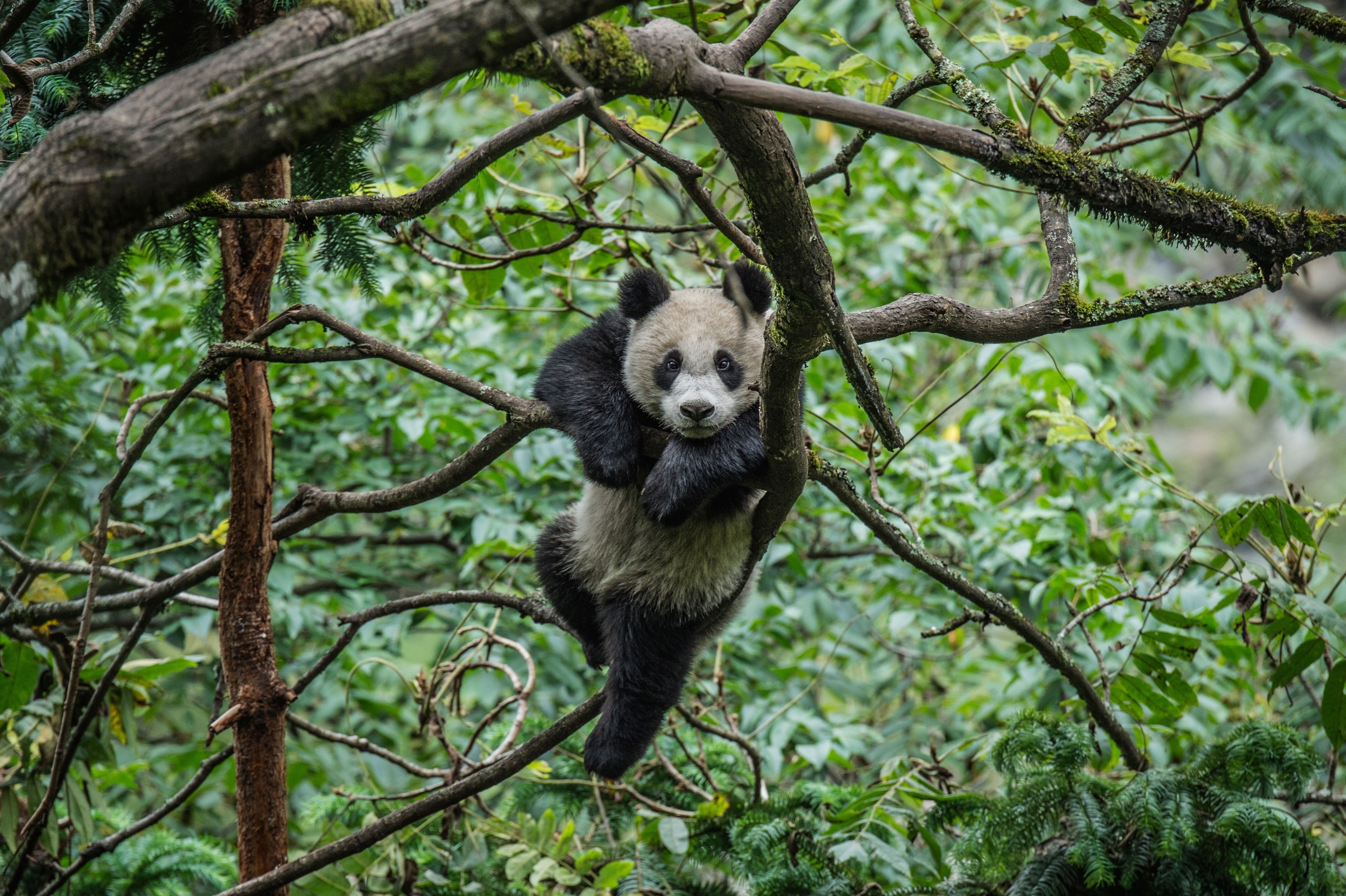 a giant panda climbing a tree at Wolong Nature Reserve