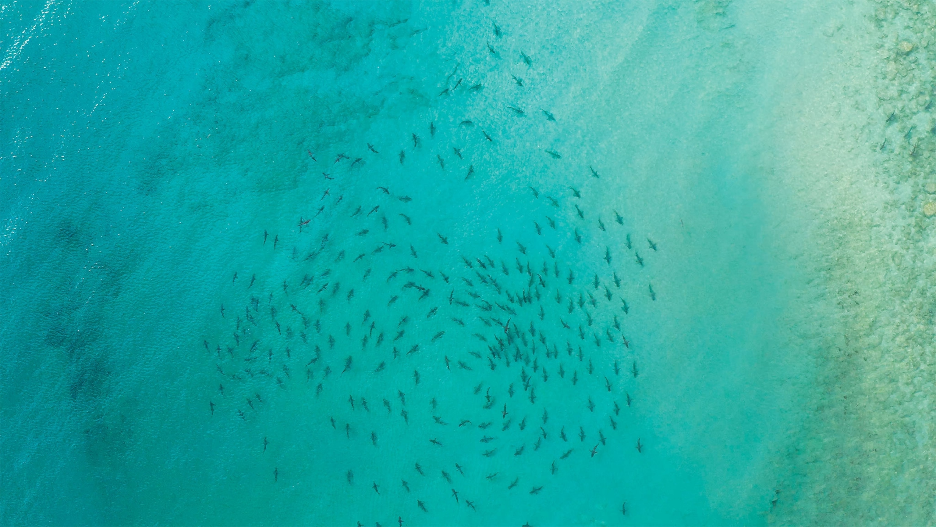 An aerial view of clear, green tinted waters with hundreds of sharks swimming in a circle near the shoreline.