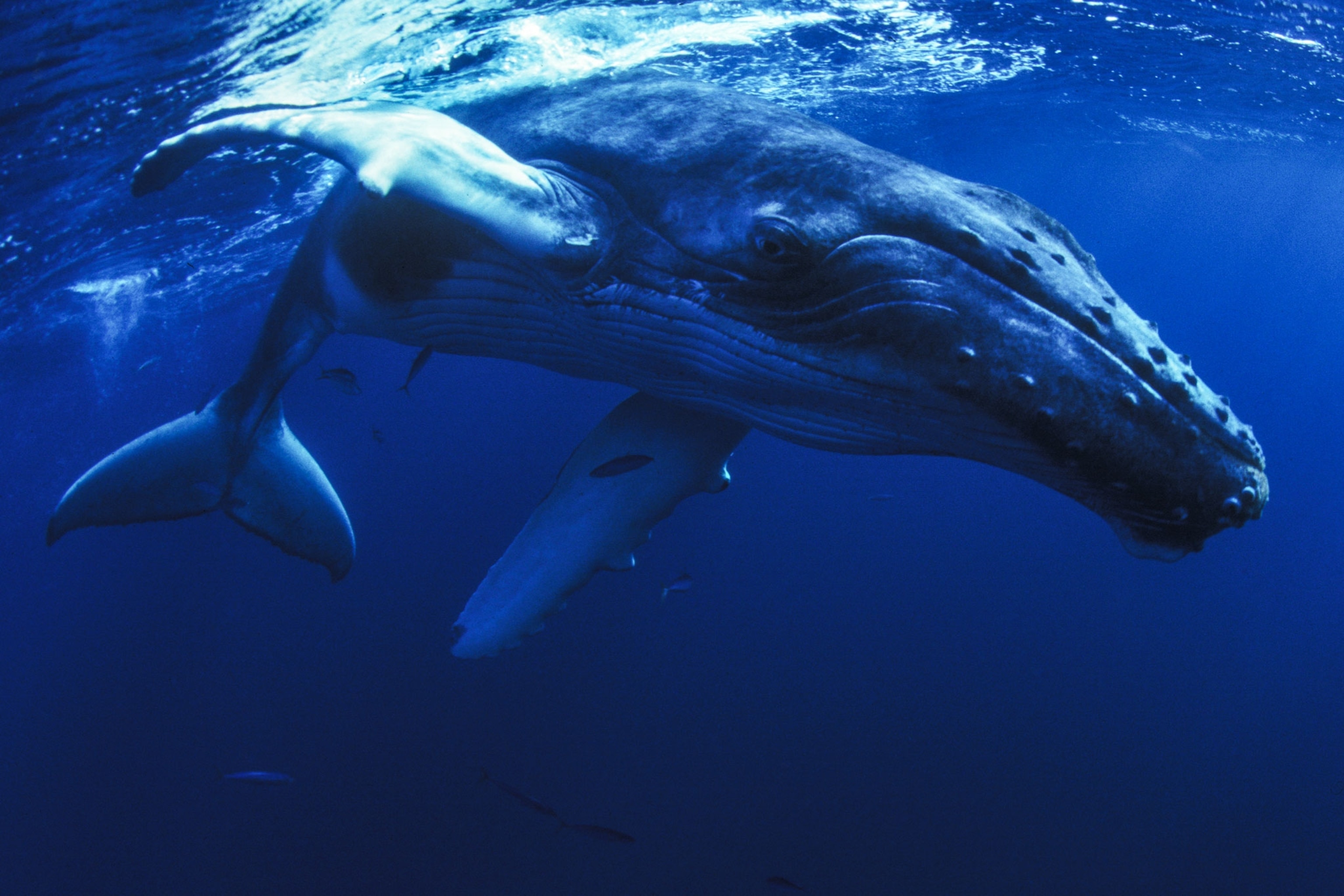 a humpback whale