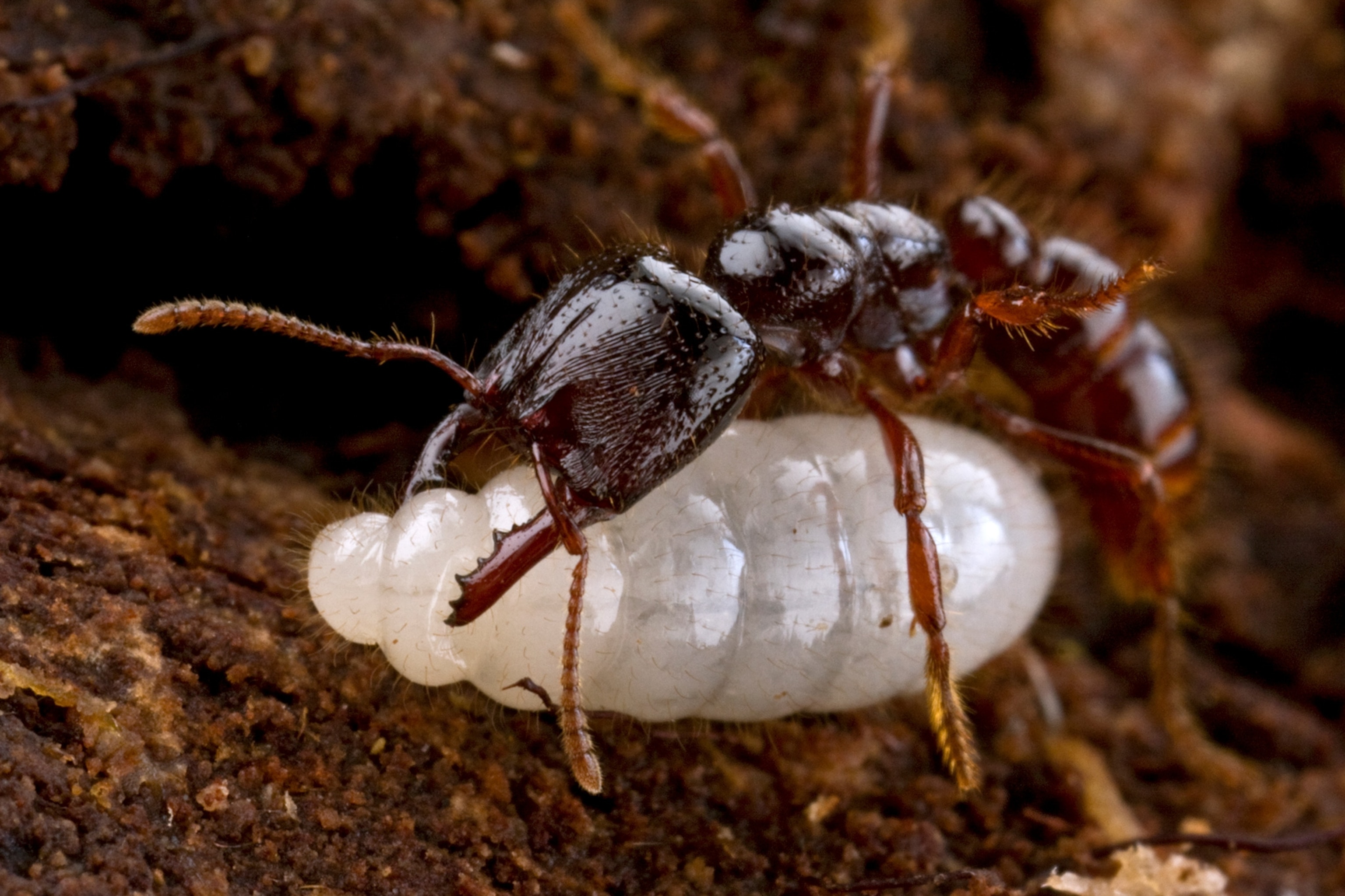a dracula ant