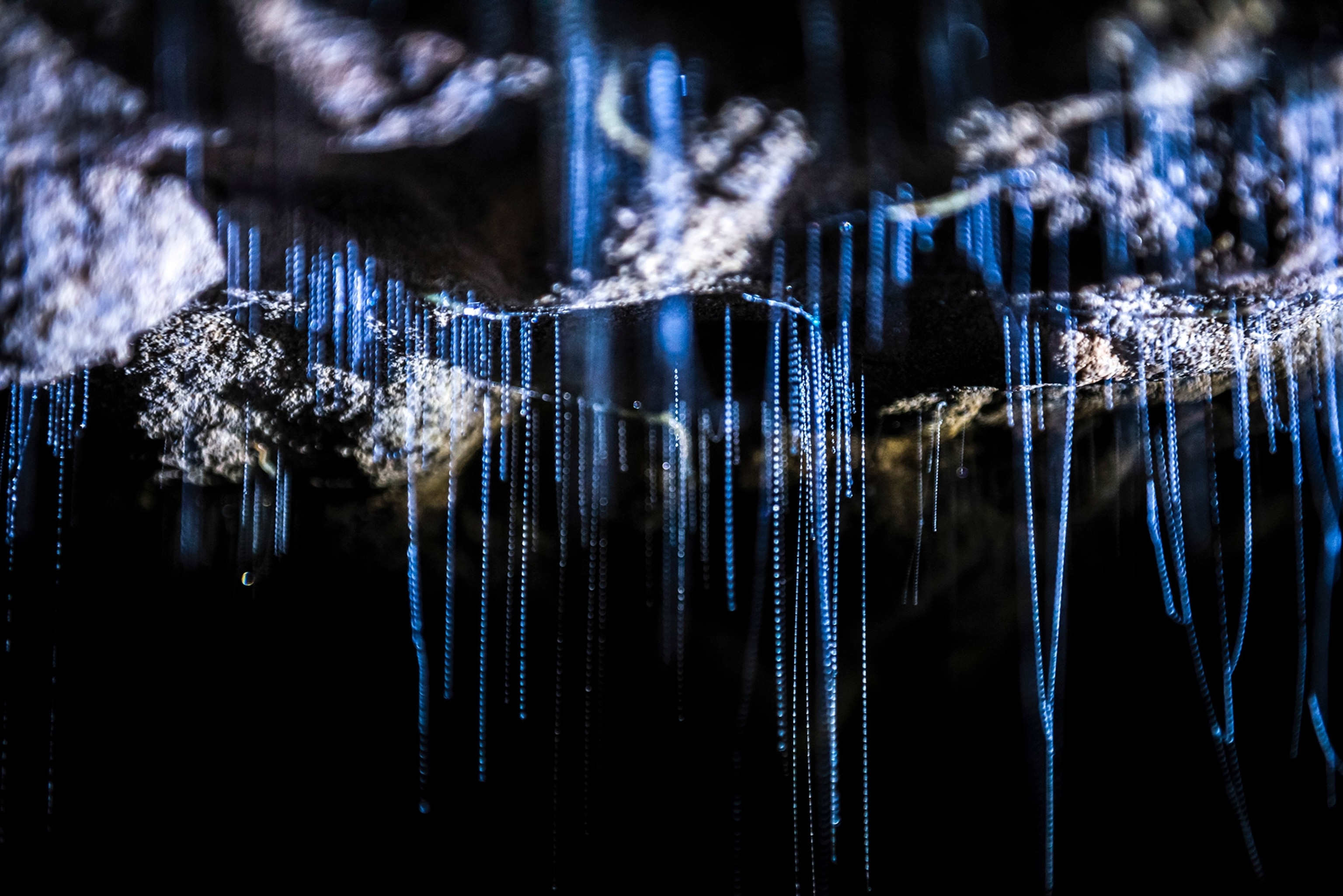 glow worms in the Waitomo Caves in New Zealand