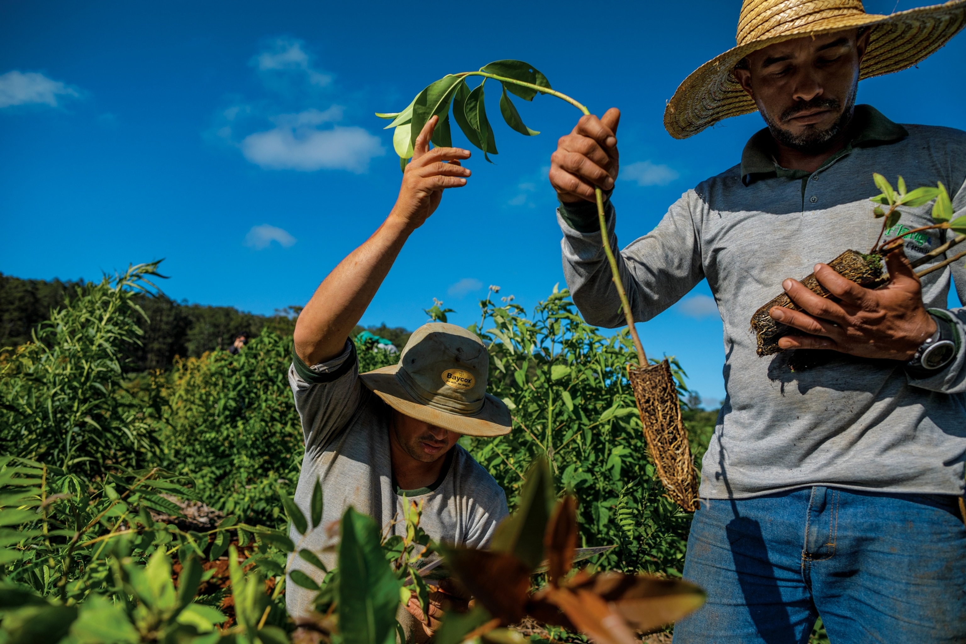 Picture of two men in straw heats with tree saplings.