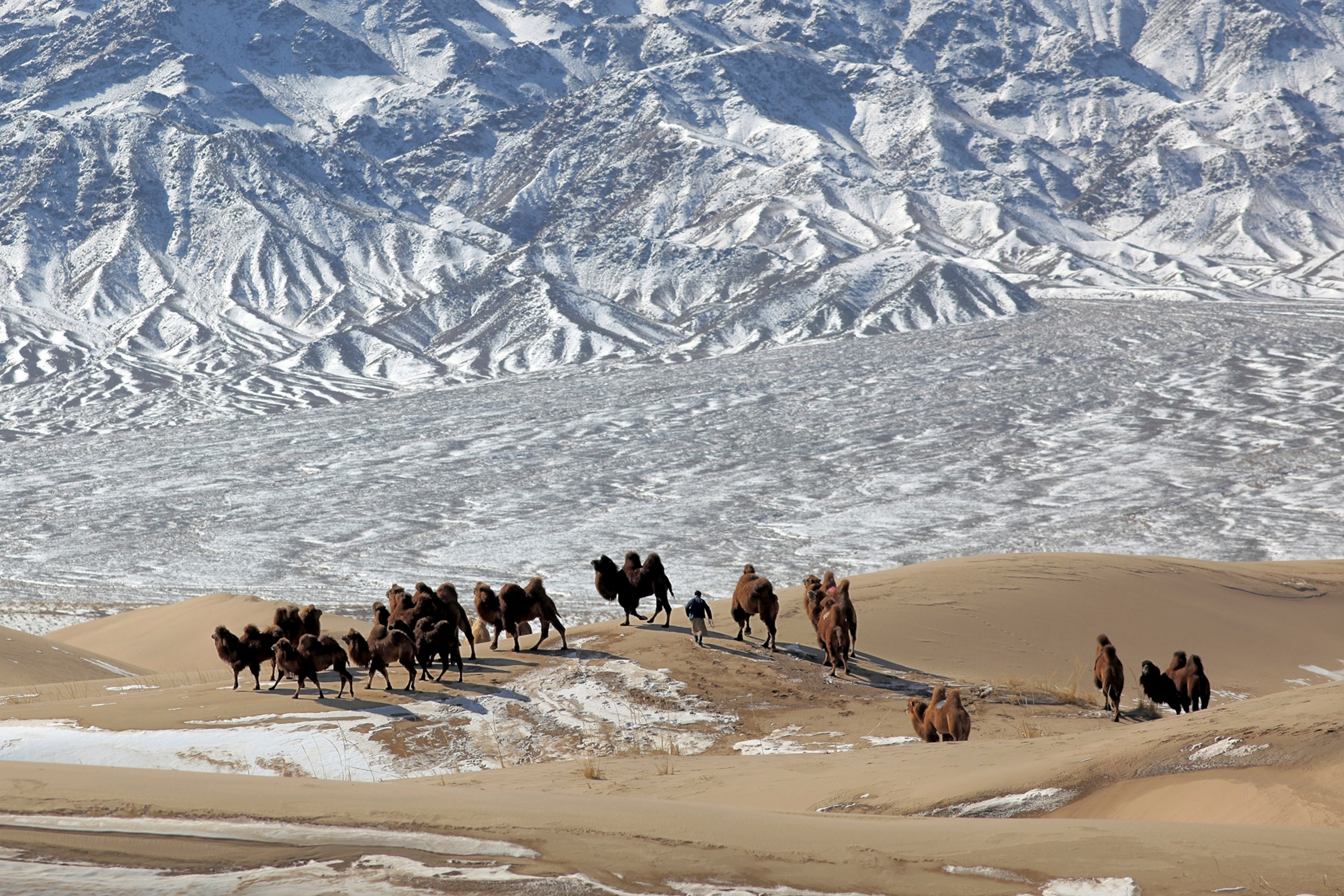 Nomadic herders corral a caravan of Bactrian camels over the sand dunes of the Gobi desert beneath the snow covered Gobi Altai Mountains. Pictured in mid winter, this nomadic family breeds Bactrian camels.