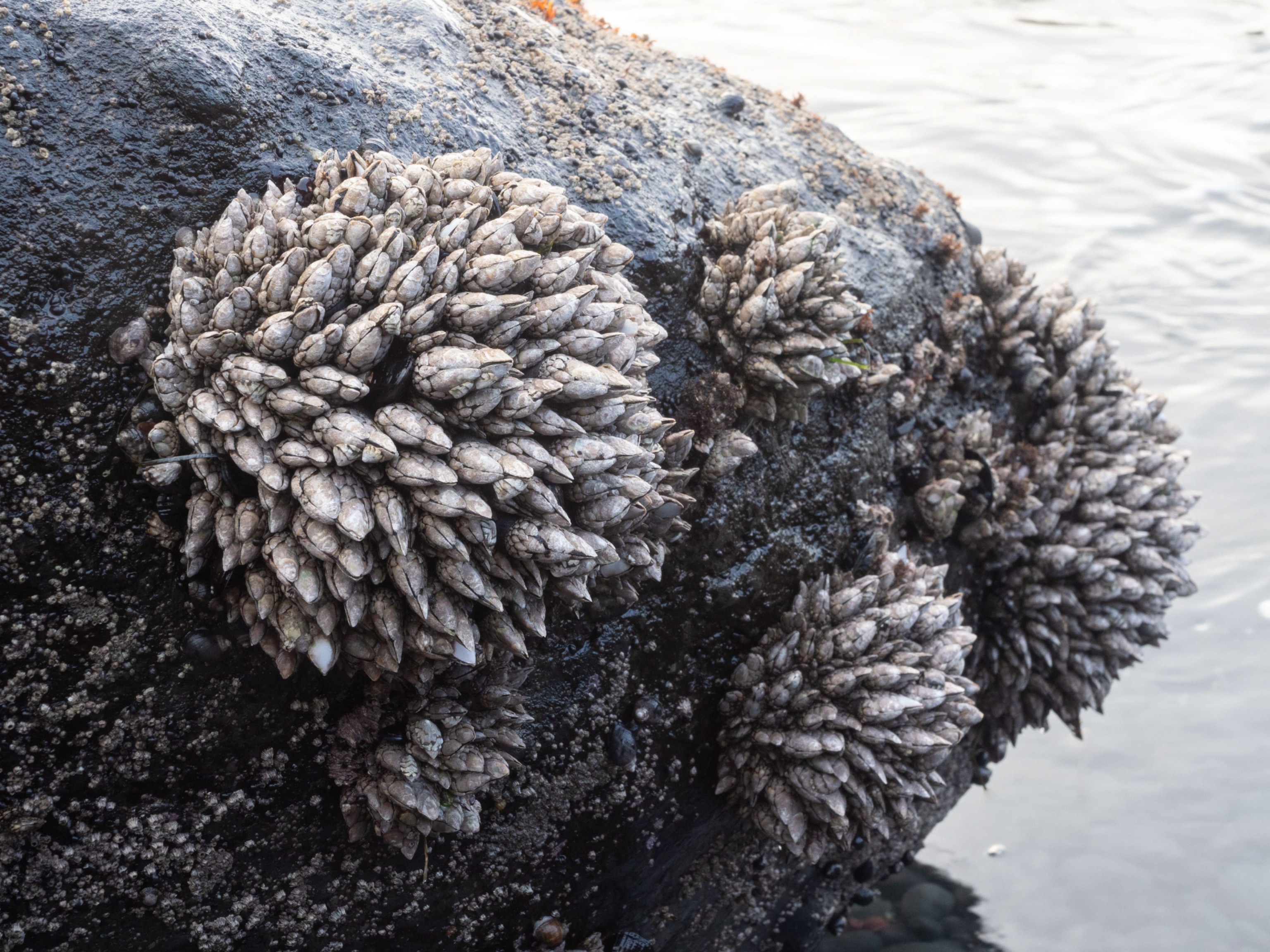 Several clumps of gooseneck or goose barnacles on a black rock at Yaquina Head on the Oregon Coast of the Pacific Ocean.