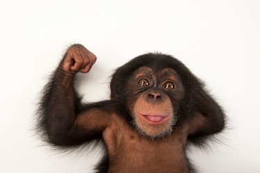 a chimpanzee
