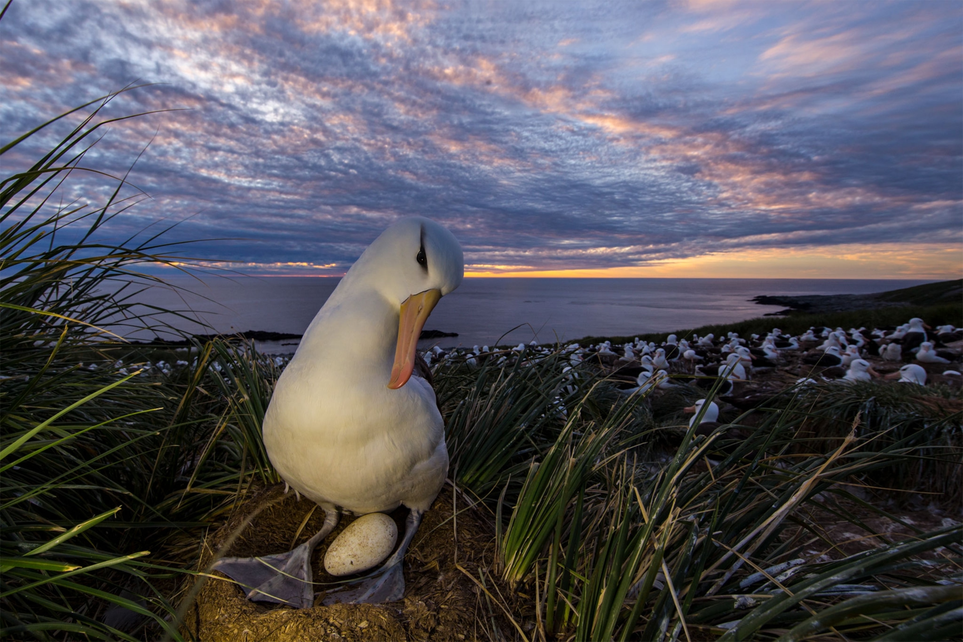 an albatross watching its egg