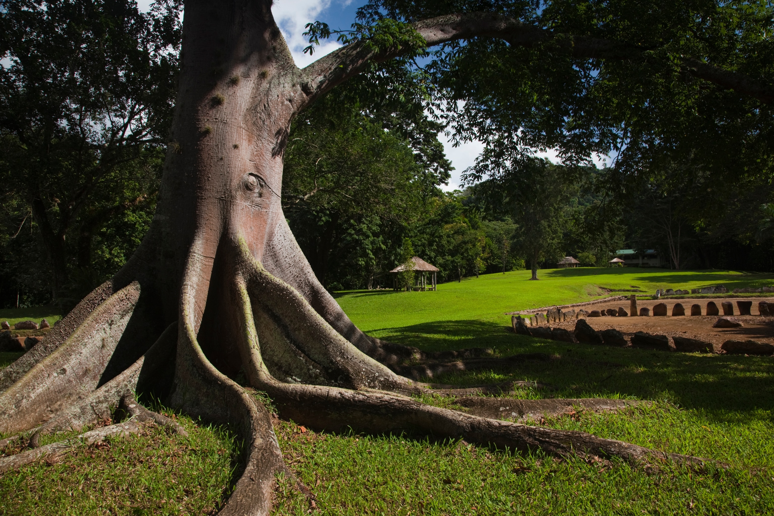 Tree at ancient Taino people's ceremonial site, Parque Ceremonial Indigena de Caguana