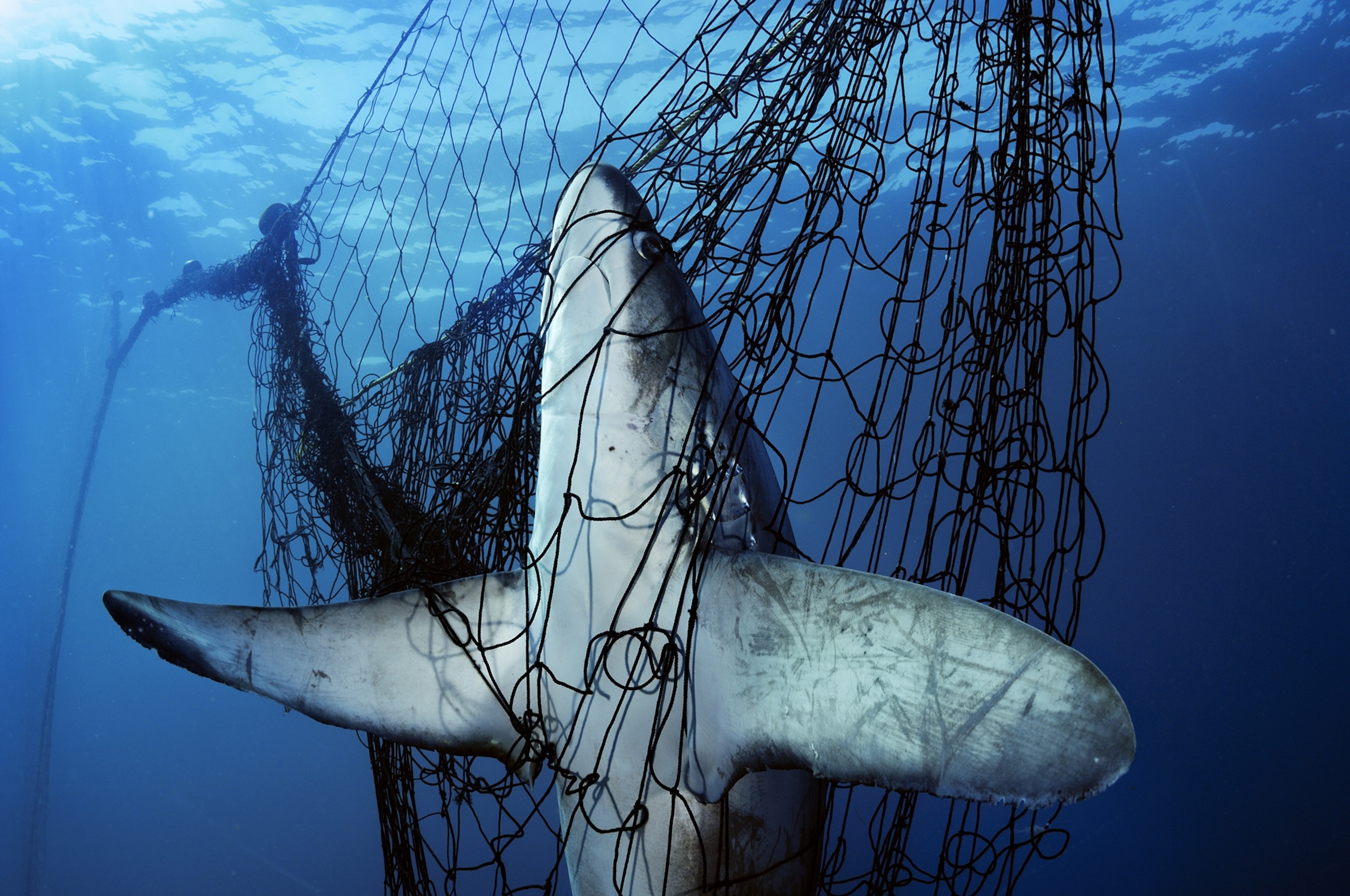 A shark caught in a net under water