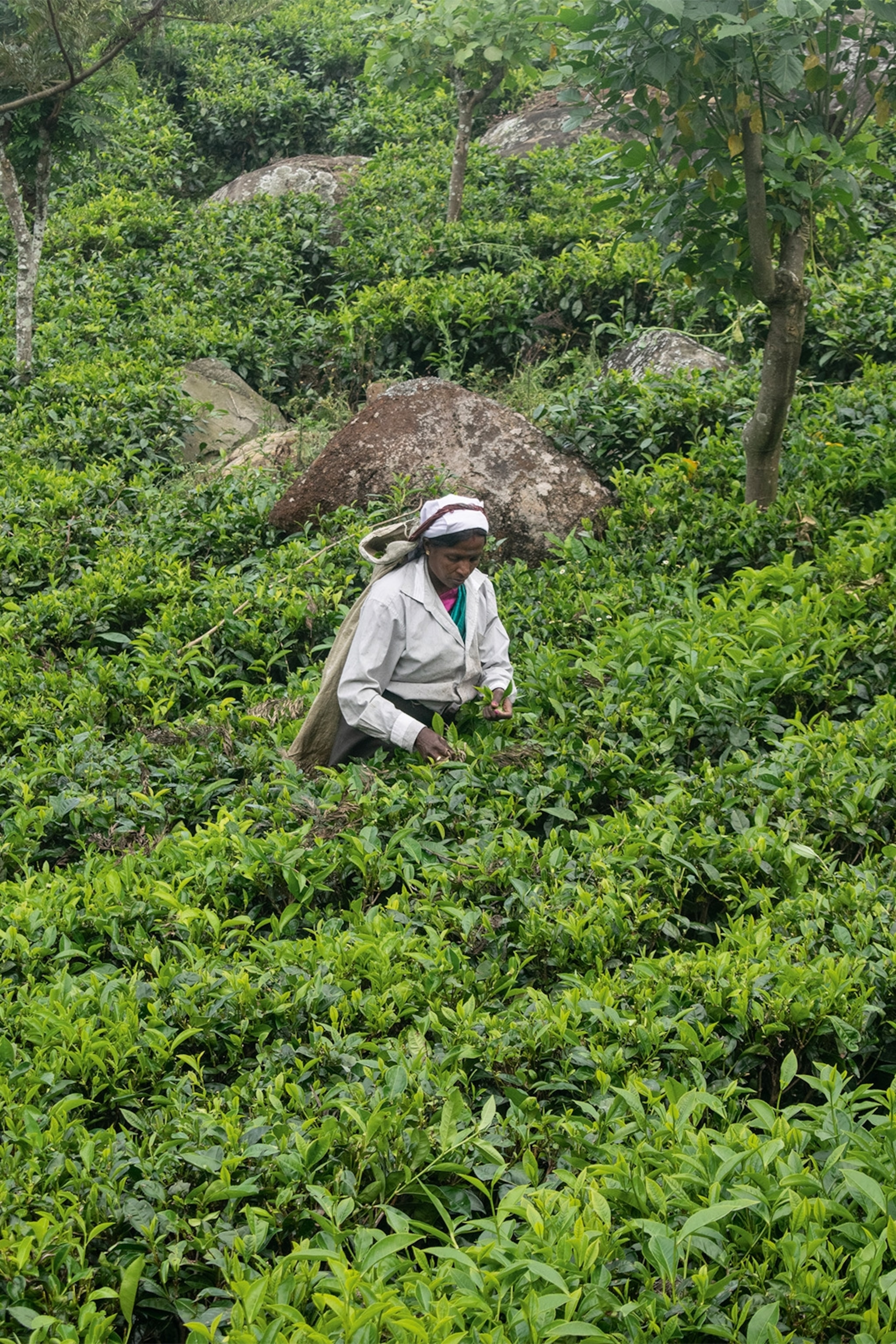 A woman plucks tea buds.