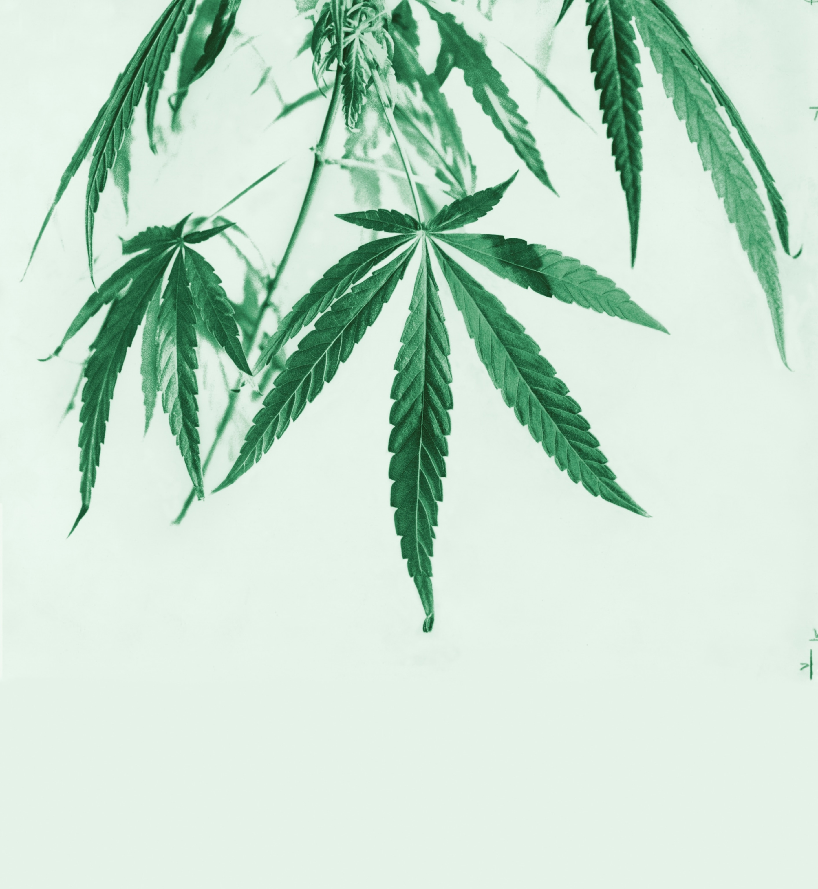 Cannabis leaves against a light green background.