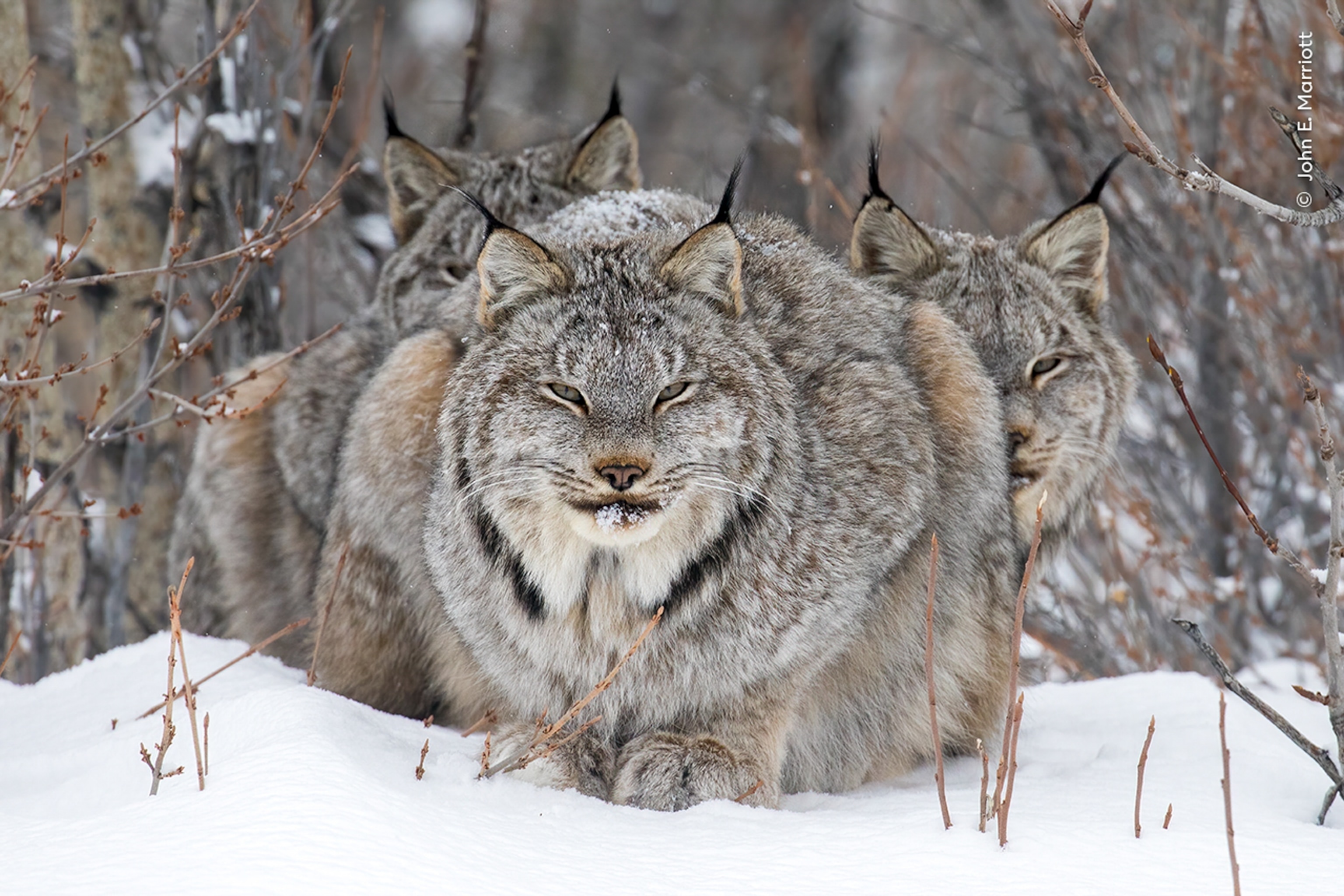 Three lynxs huddled in the snow together with grey fur center frame.
