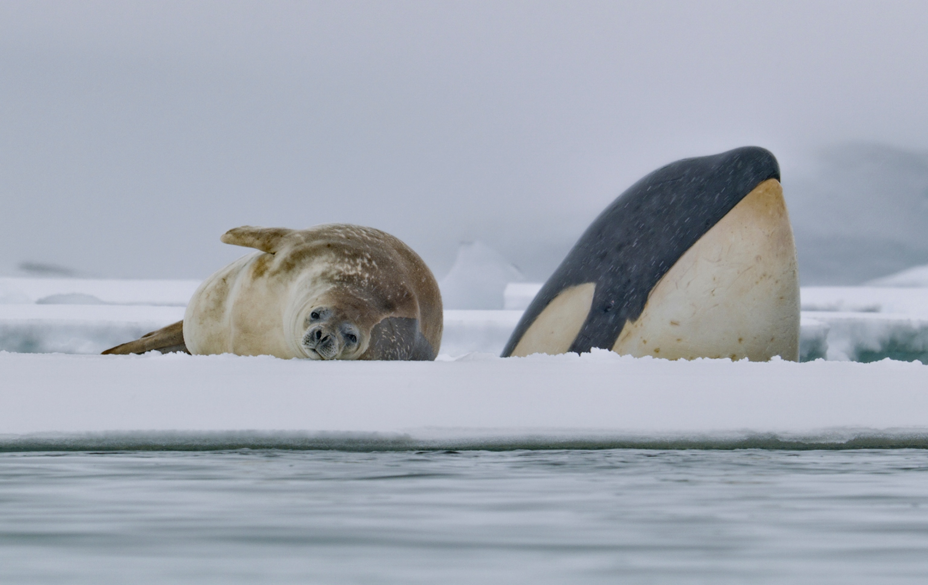 a brown and white seal lays down and appears to be resting as a killer whales head is up above the water just behind the seal and its ice berg.