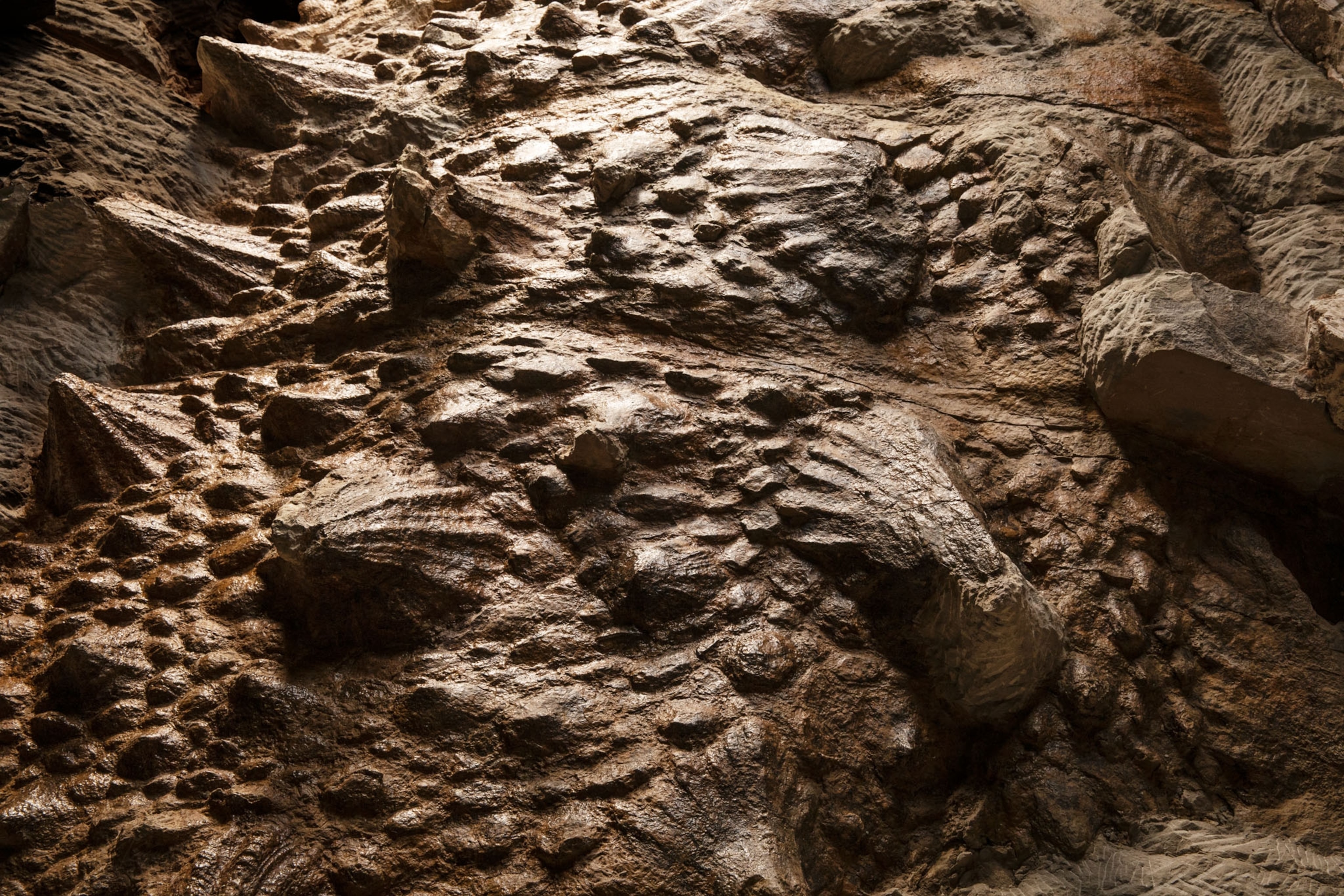 fossil