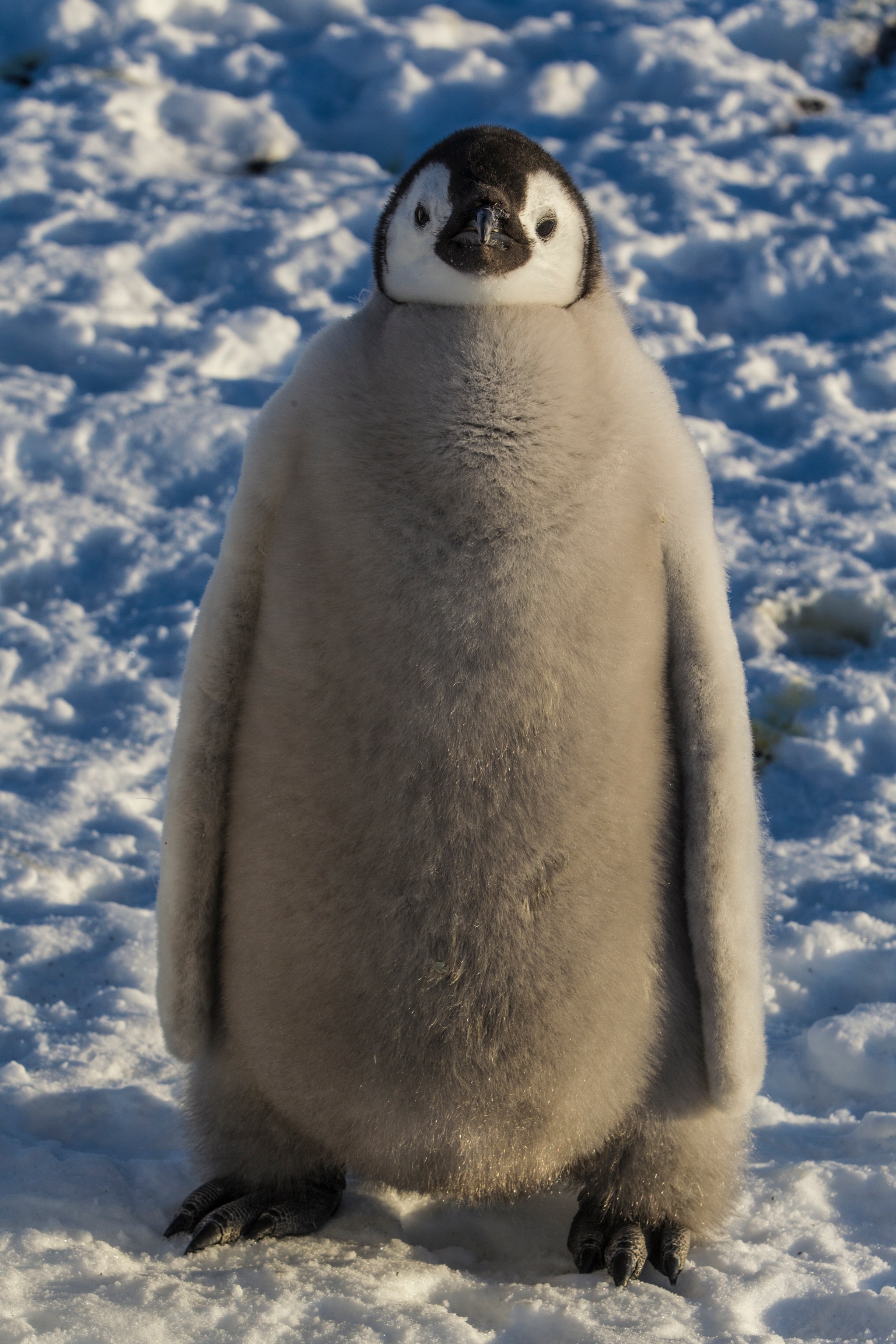 An emperor penguin chick on the frozen Ross Sea. Ross Sea, Antarctica.