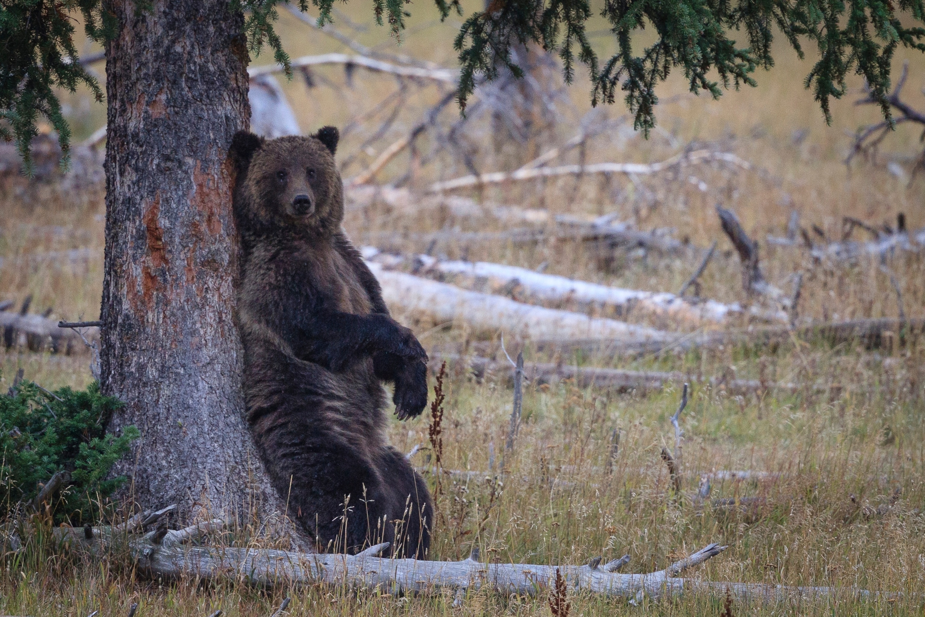 animals scratching