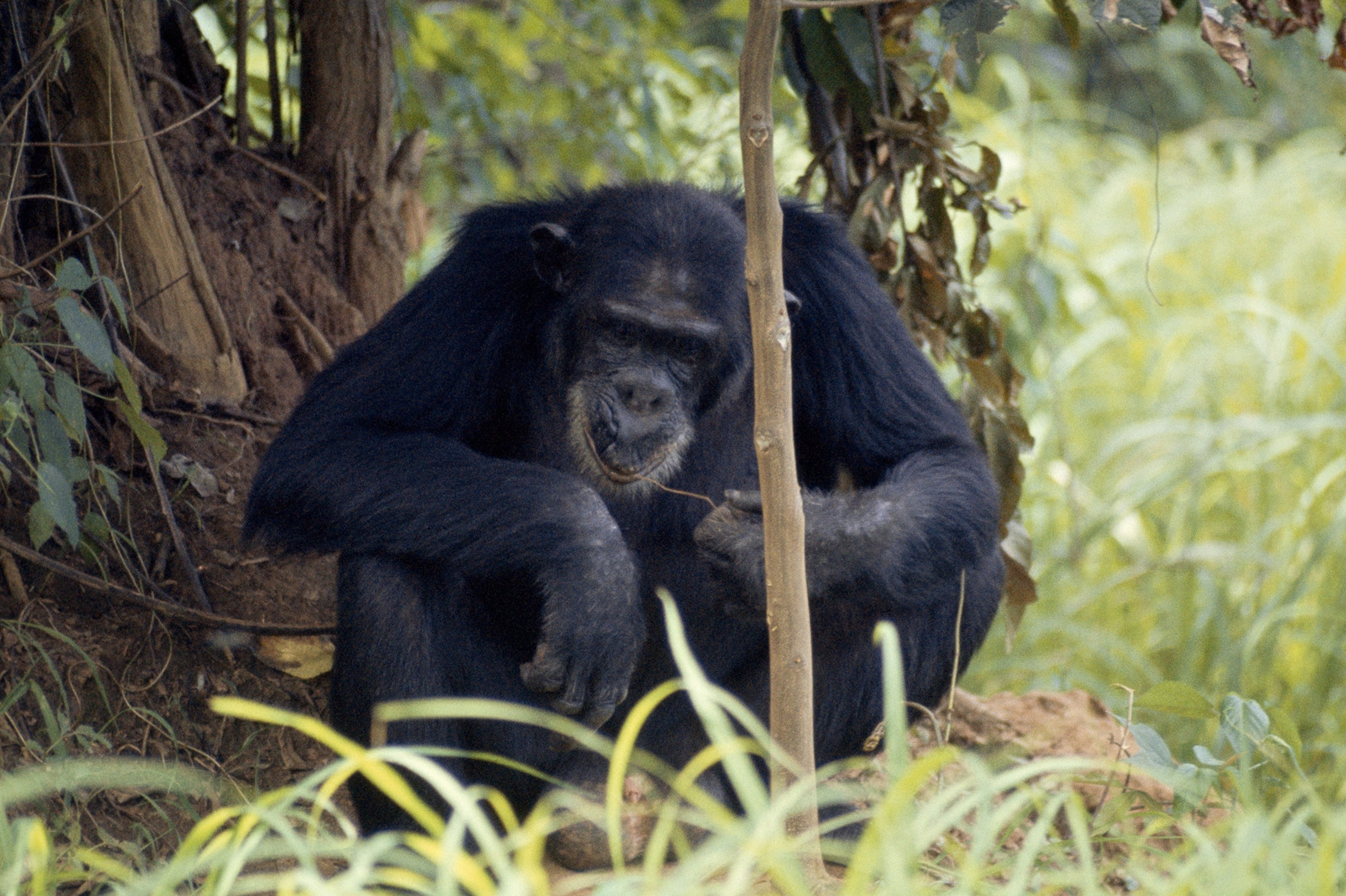 a chimpanzee eating termites