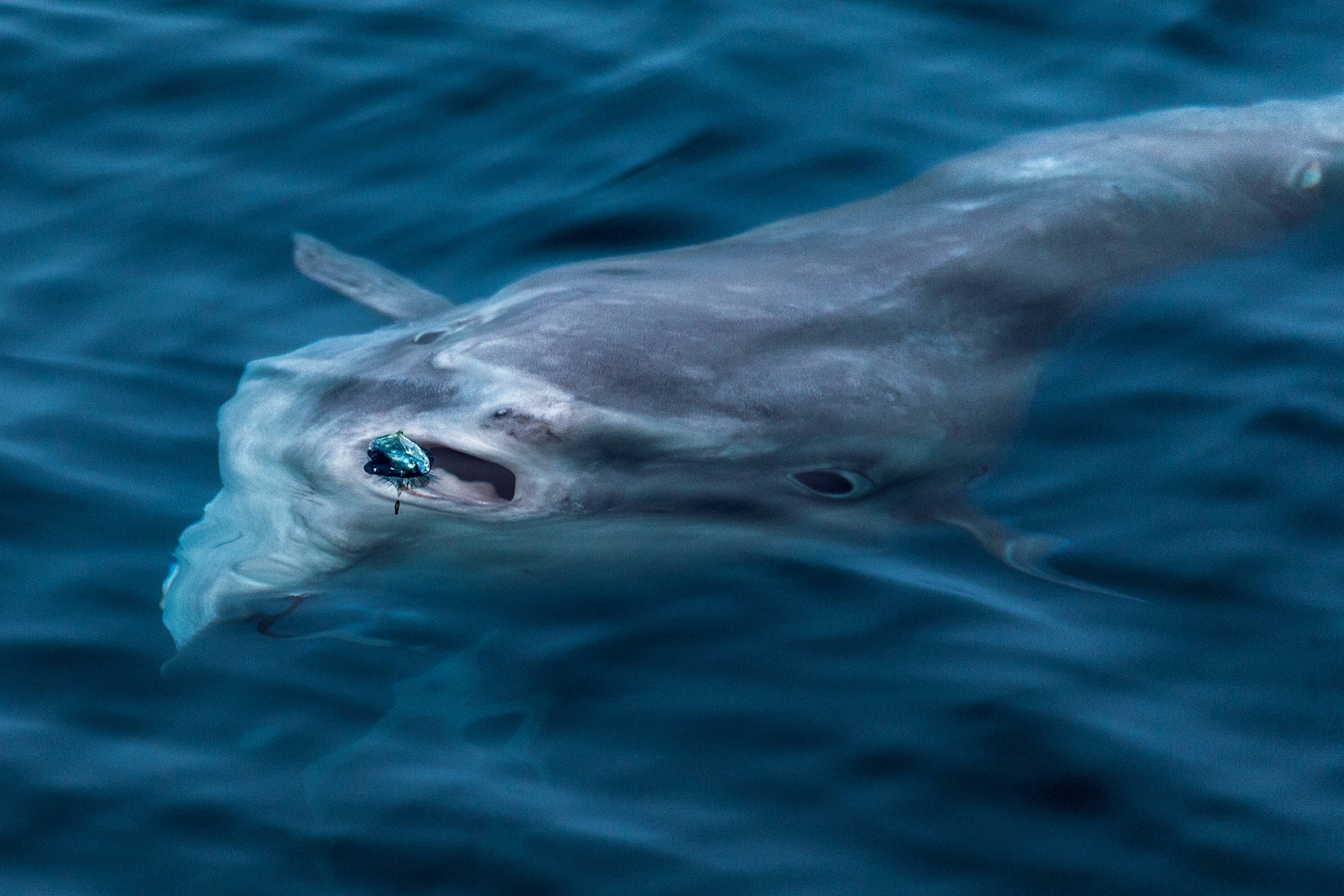 a mola, or ocean sunfish
