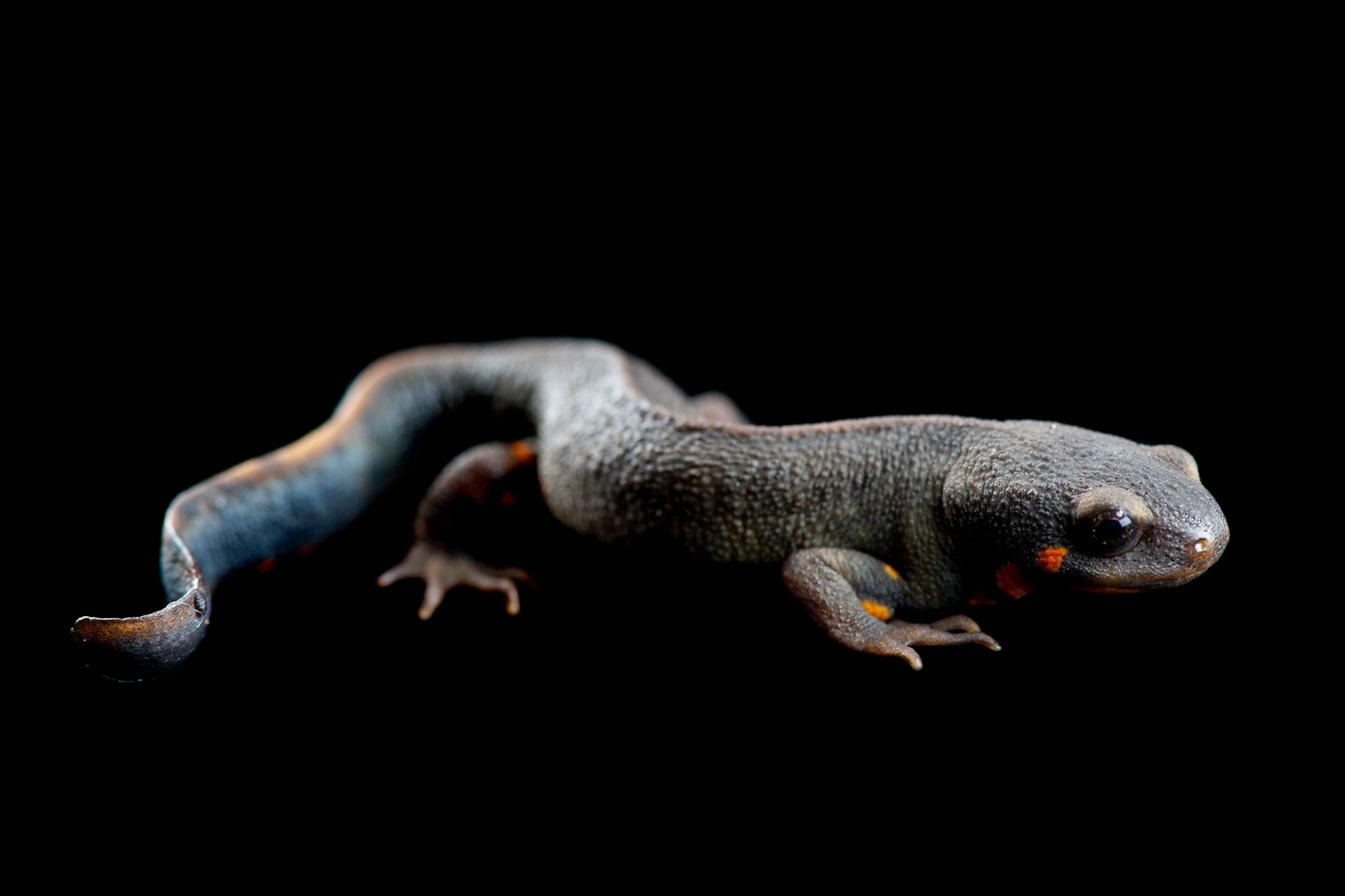 Picture blue-tailed fire-bellied newt