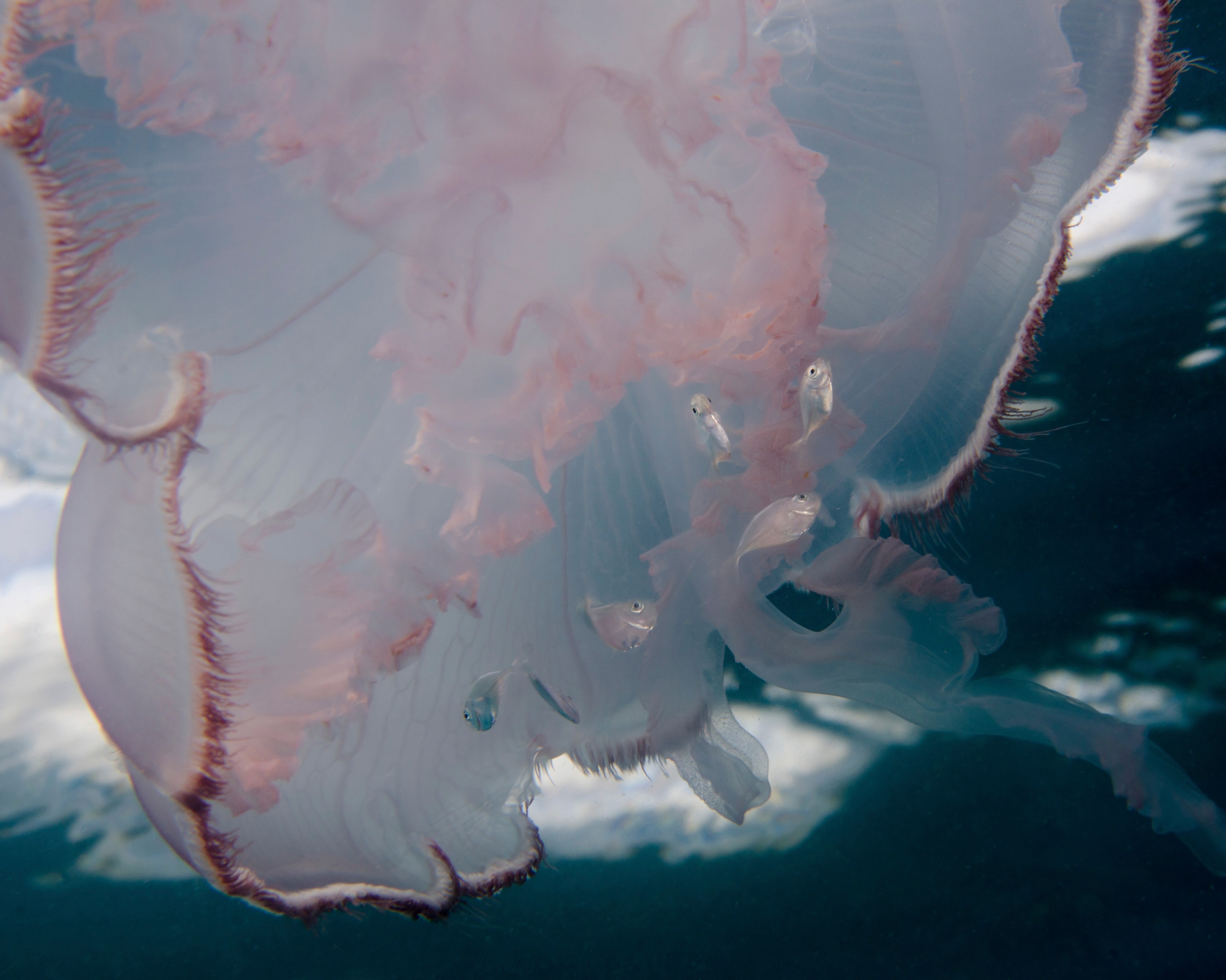 Moon Jellyfish (Aurelia aurita) with small fish seeking protection underneath, West Palm Beach, Florida.