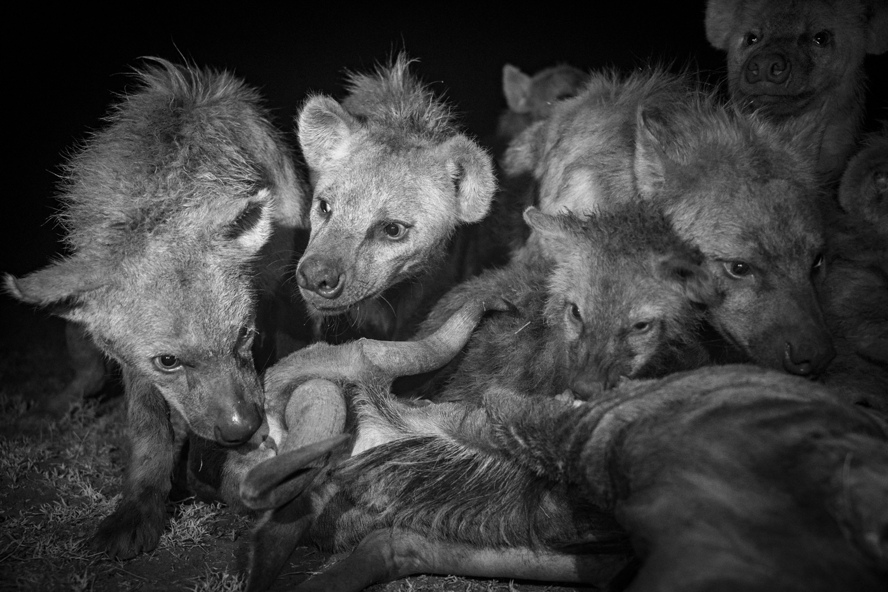black and white photo of a group of hyenas eating wildbeest. The photograph is facing the hyenas, with the wildbeest back toward the camera. The horns are in the center of the frame.