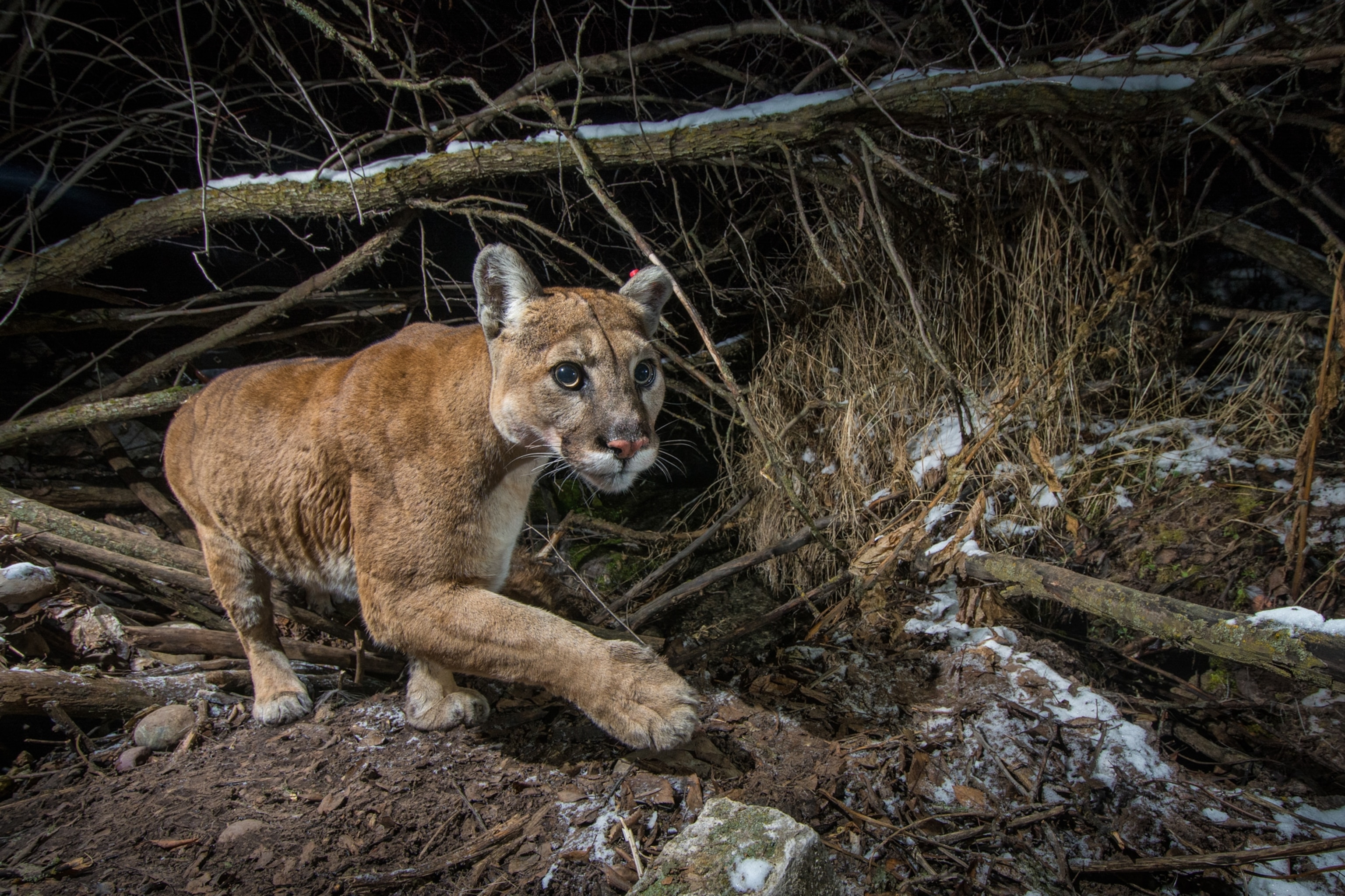 A mountain lion walking beneath branches along lightly snowy terrain at night.