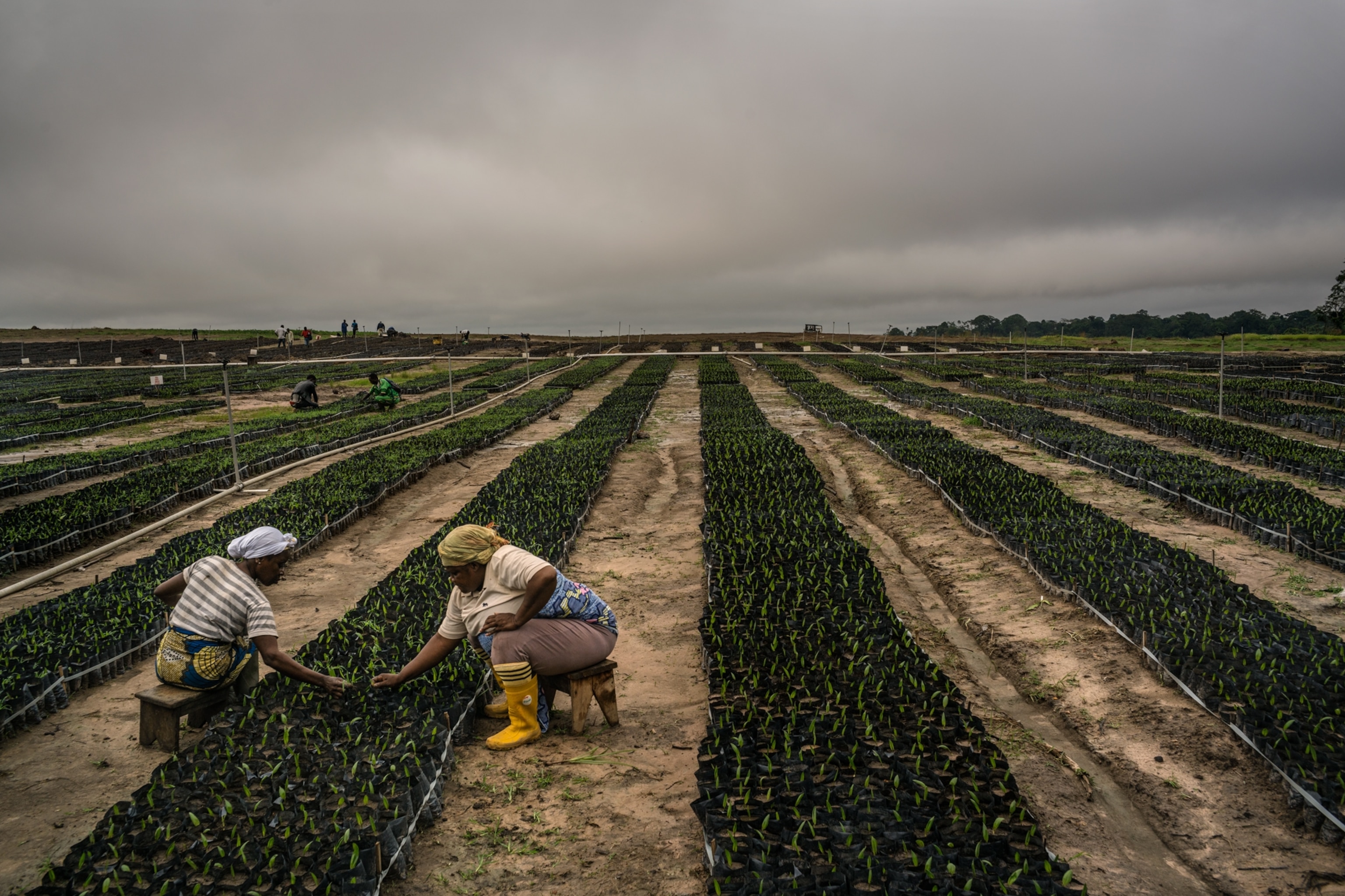 Gabonese workers weeding a palm nursery